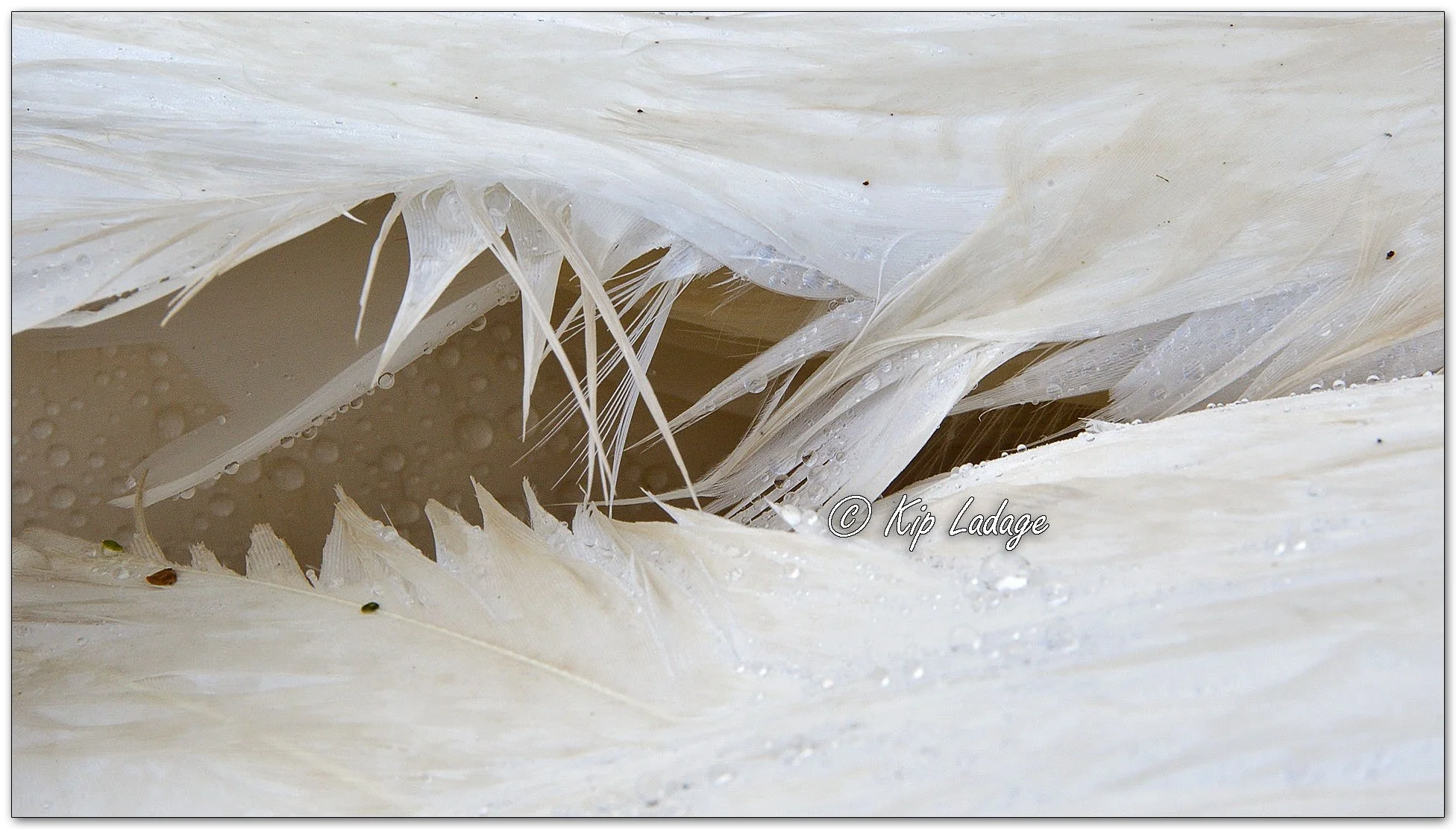 Raindrops on Trumpeter Swan Feather - Image 1085247