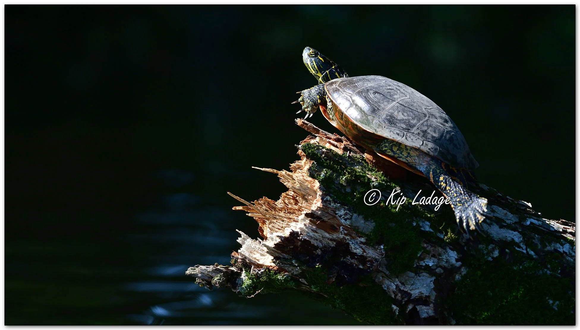 Painted Turtle - Image 1003923