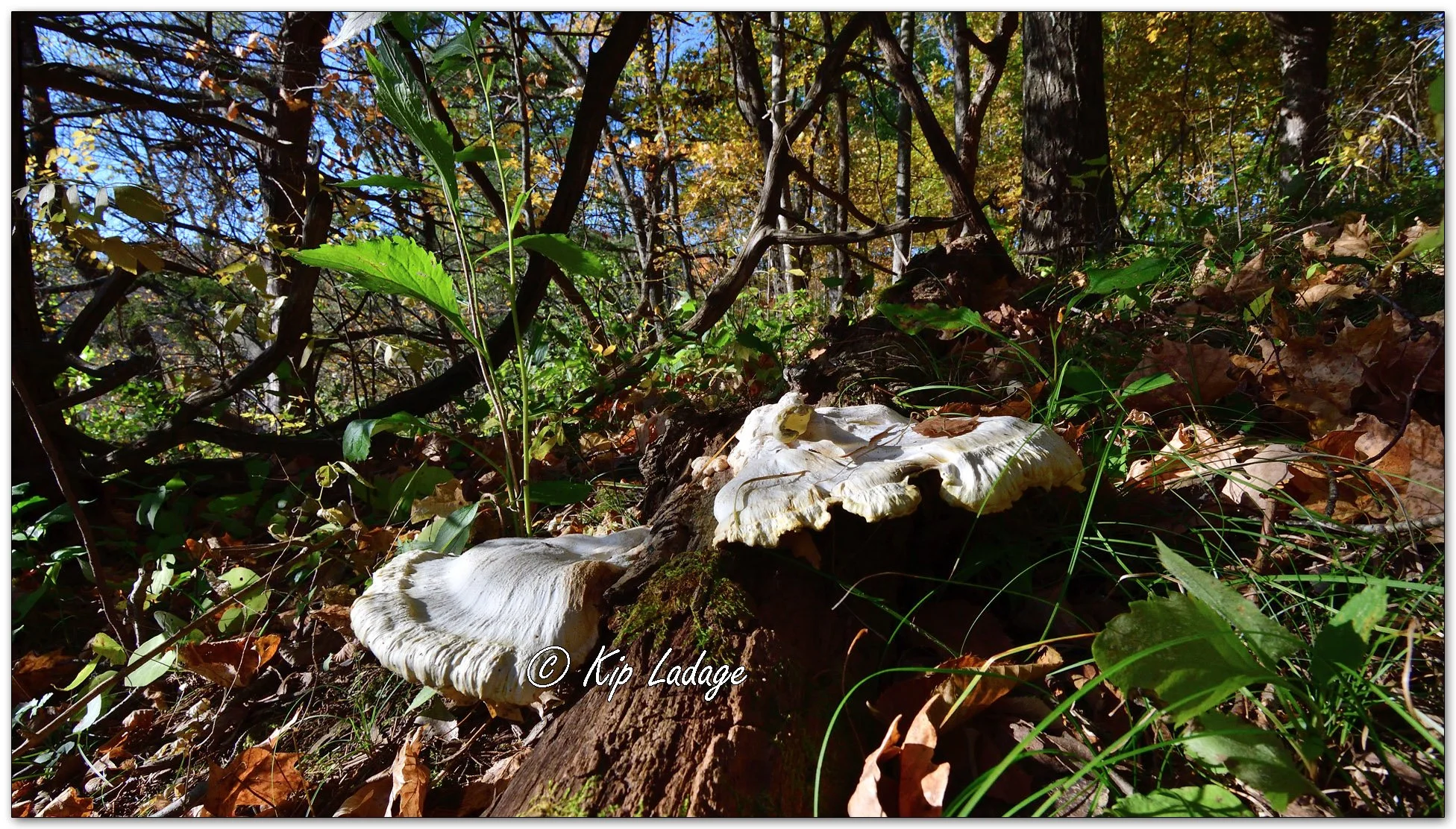 Chicken-of-the-Woods - Image 1161683
