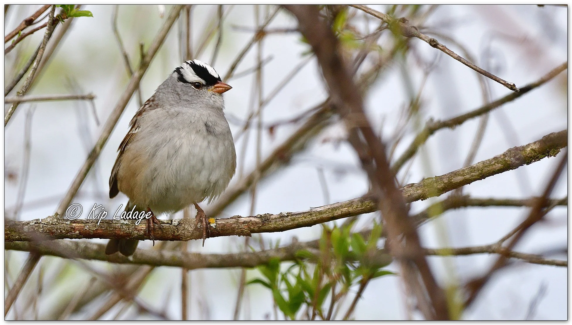 White-crowned Sparrow - Image 1093847