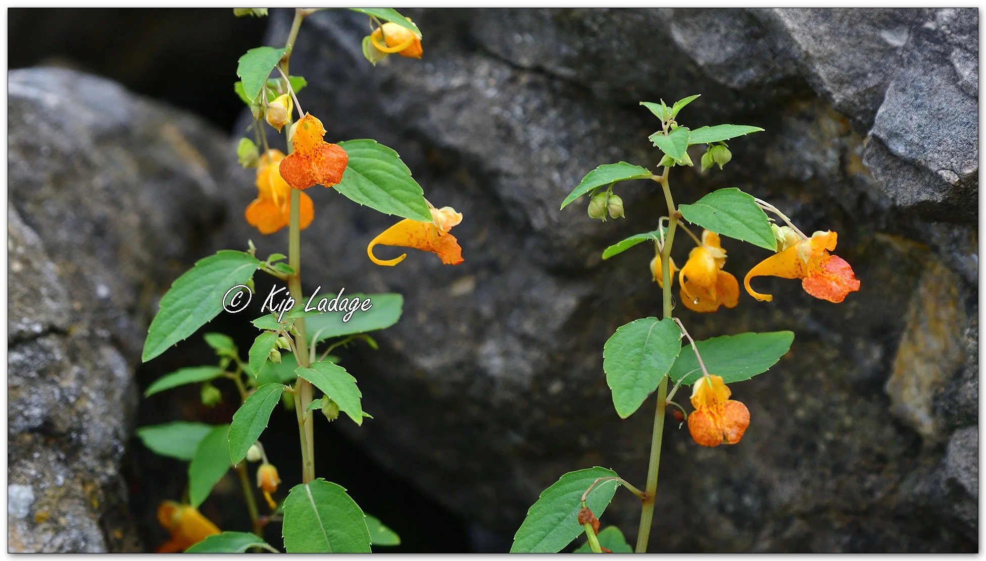 Jewelweed - Image 1142039