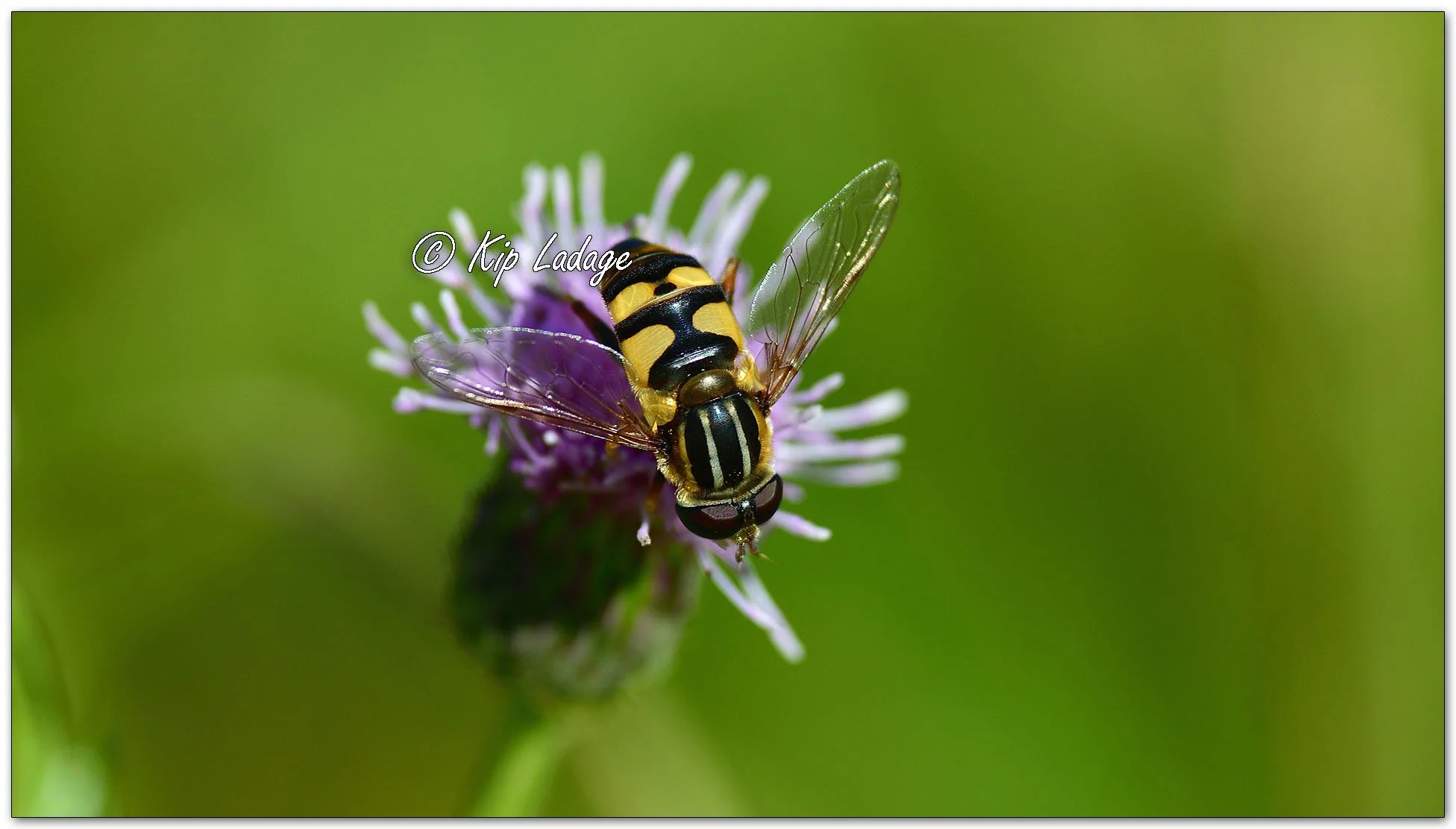 Marsh Fly on Creeping Thistle - Image 1158338