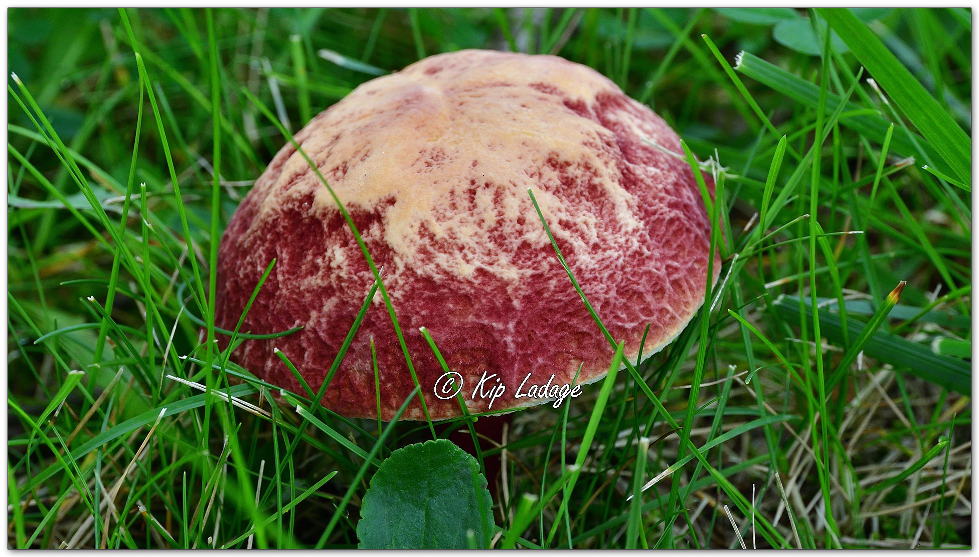 Ruby Bolete Fungus - Image 1135154