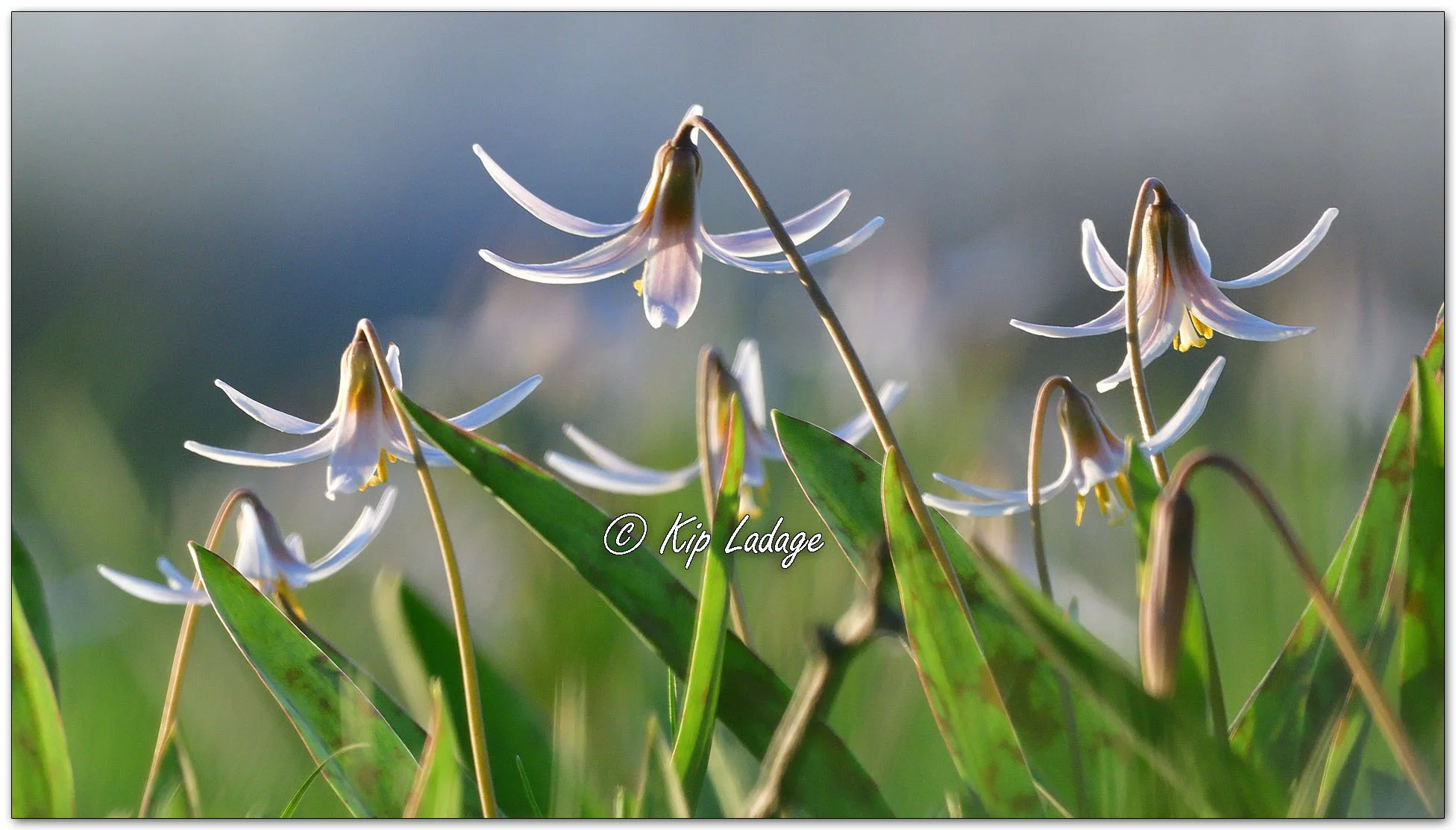 Dogtooth Violet (Trout Lily) - Image 1091021