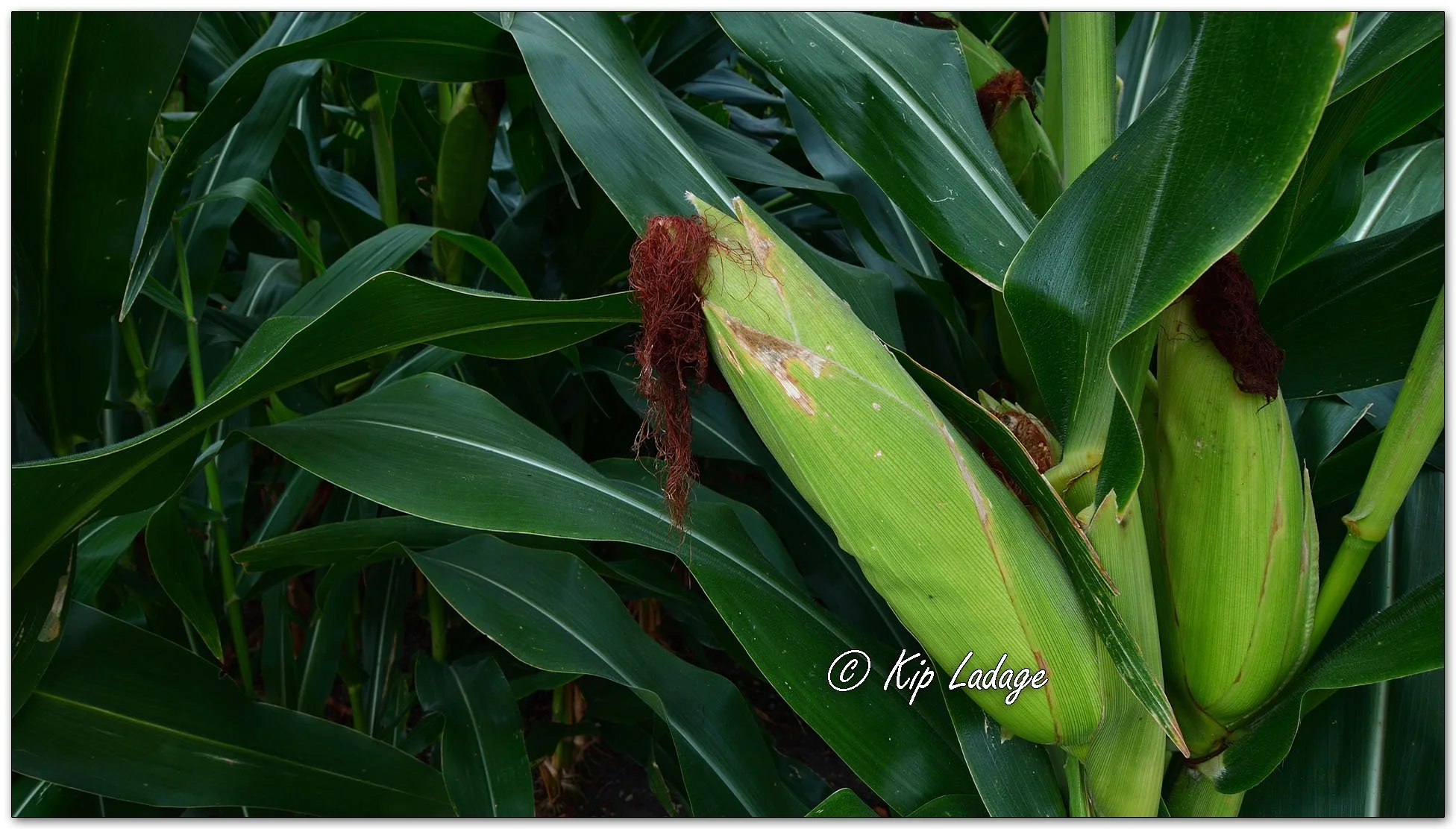 Seed Corn - Image 1139222