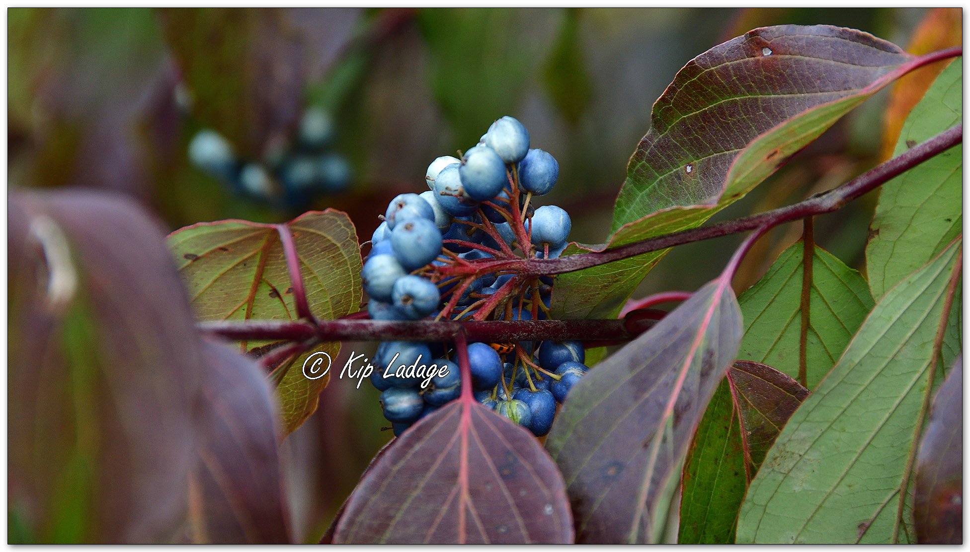 Silky Dogwood Berries - Image 1168400