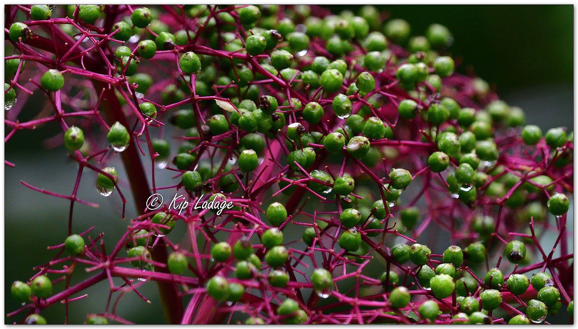 Common Elderberries - Image 1129128
