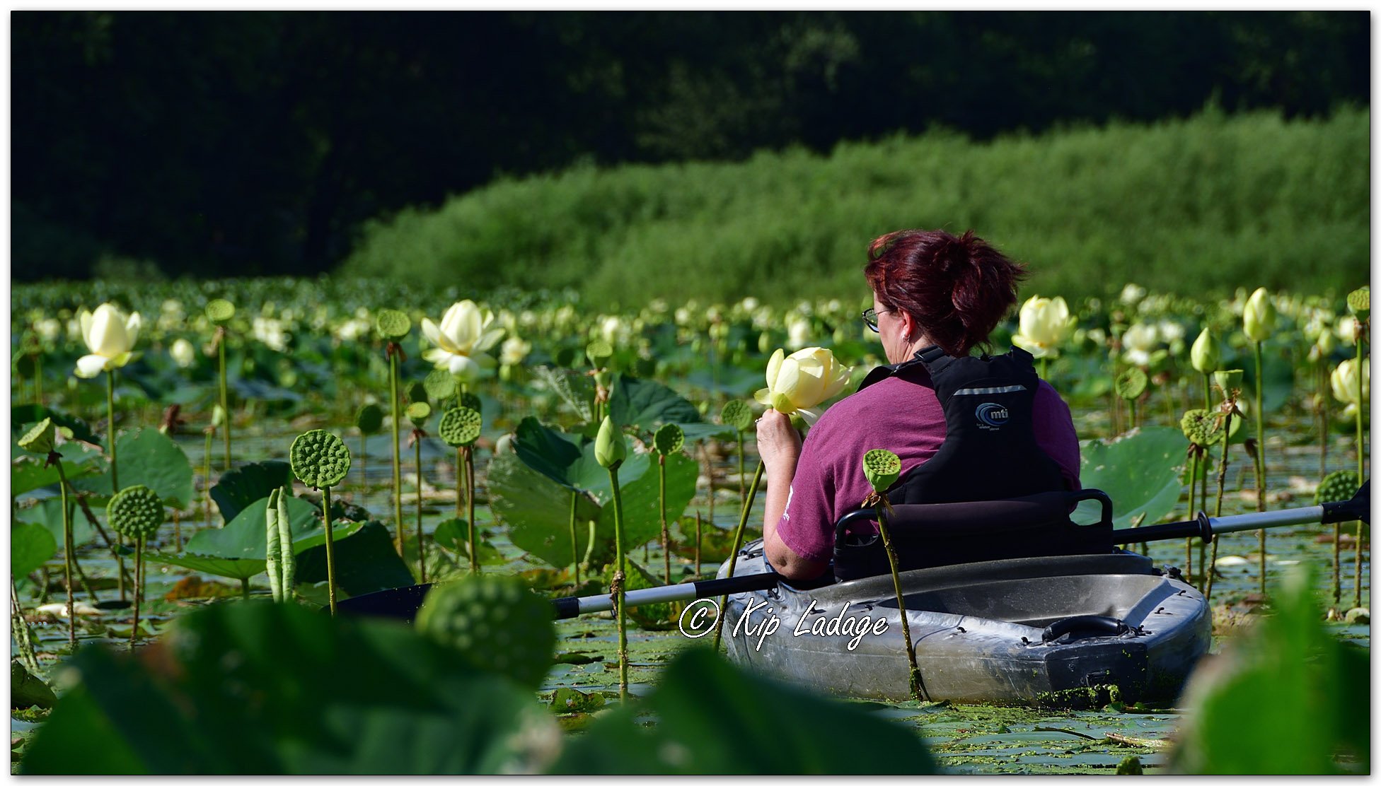 Enjoying American Lotus - Image 1138435
