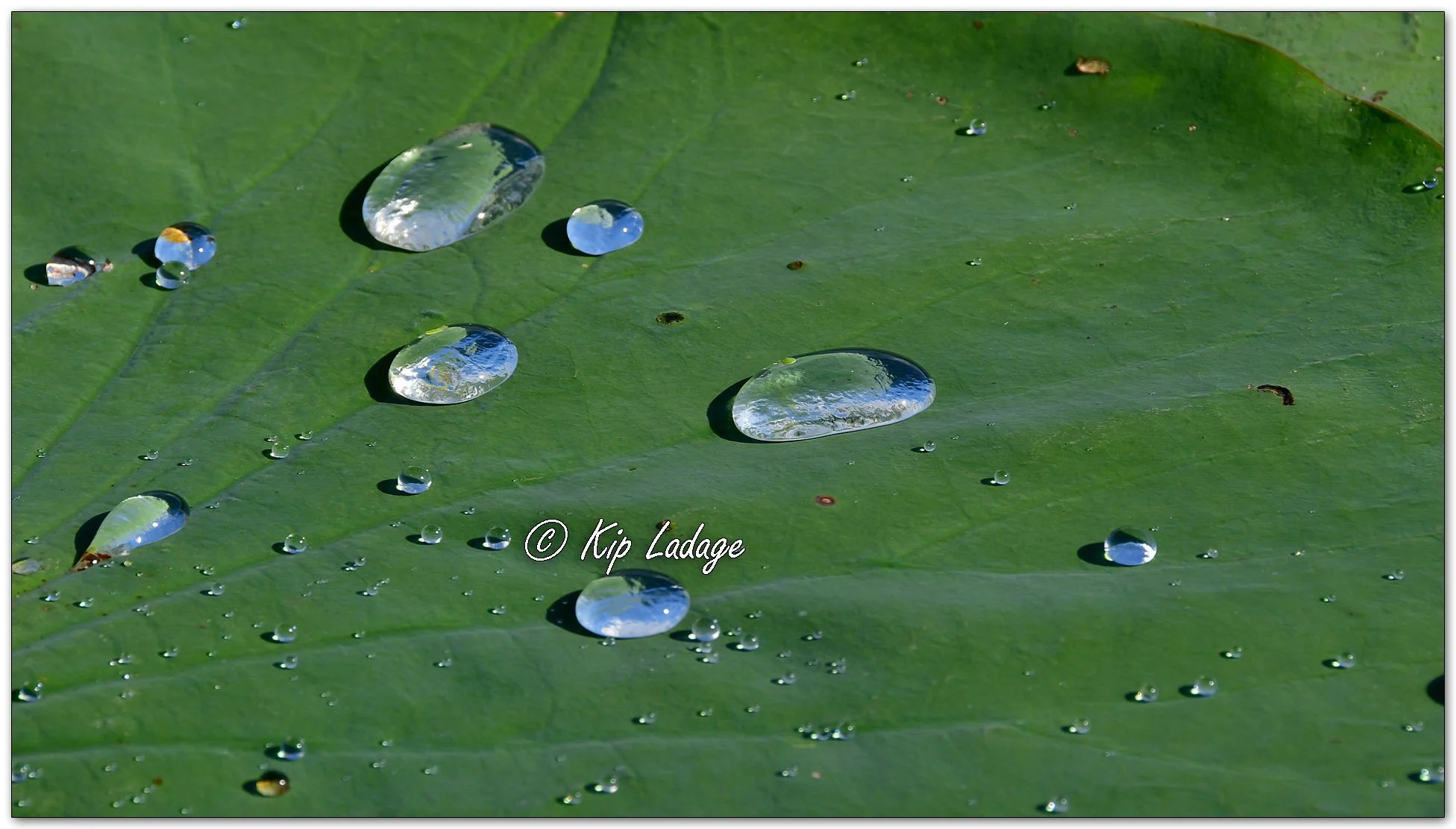 Water Drops on American Lotus Leaf - Image 1138454