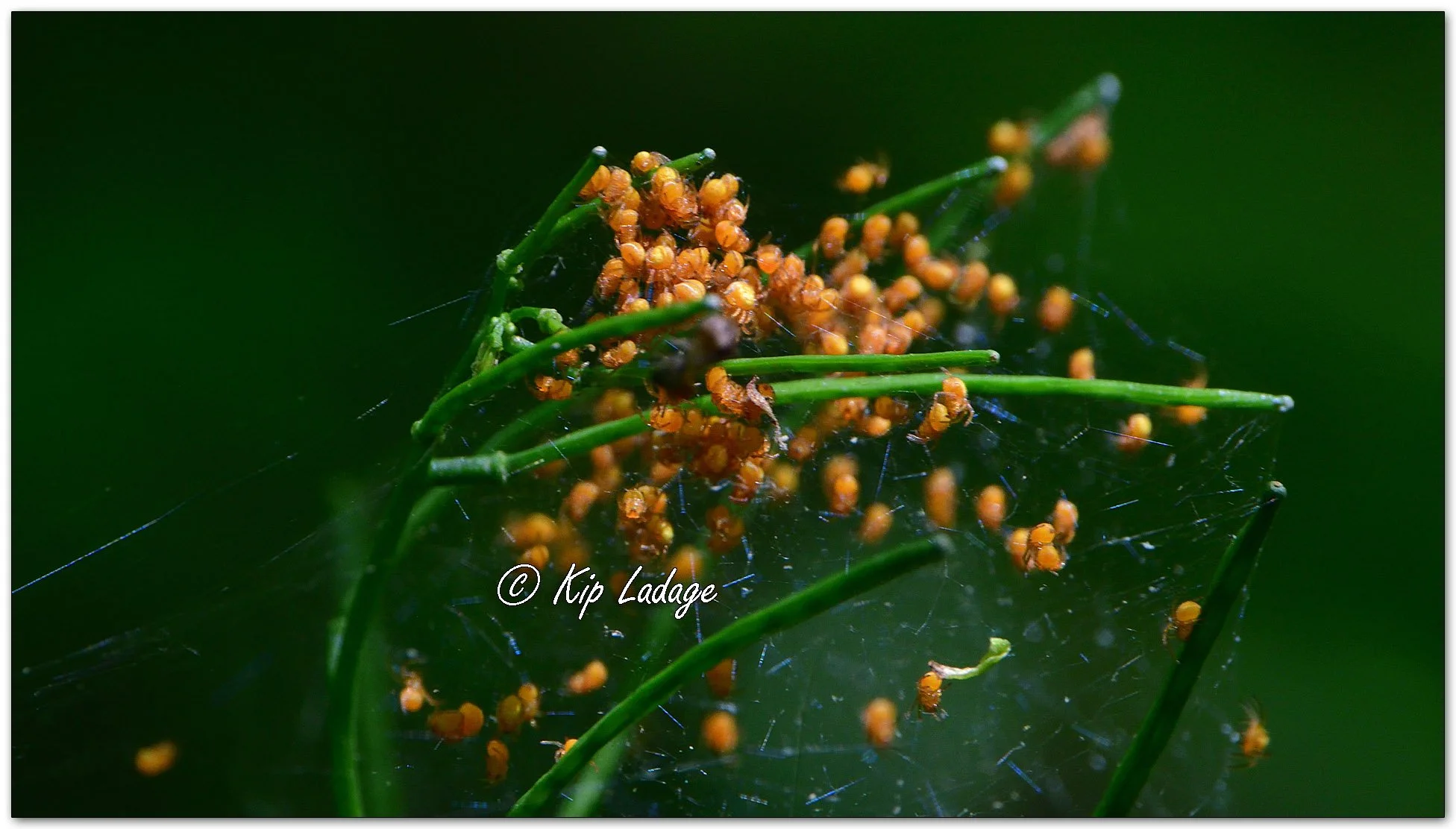 Crowned Orb-weaver Spiders - Image 1098019