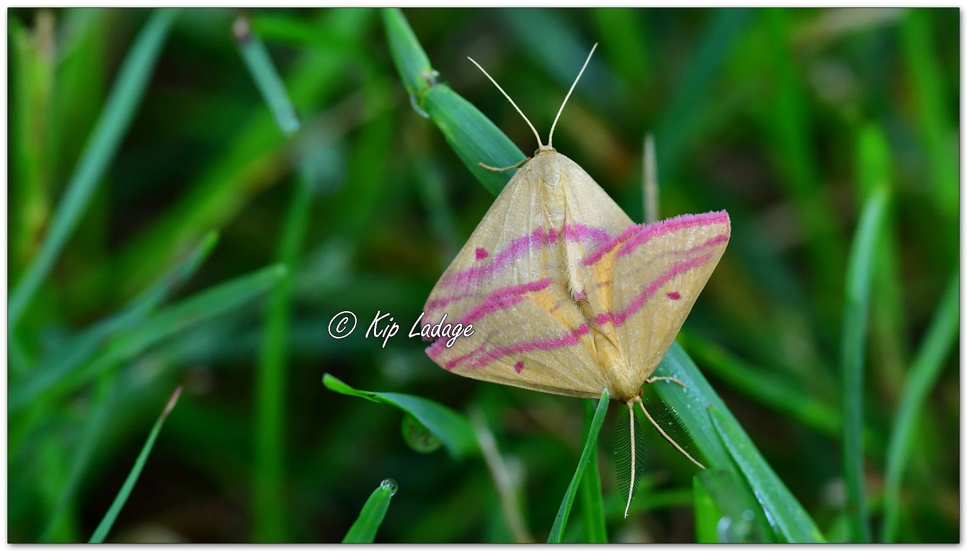 Chickweed Geometer Moths - Image 1143881