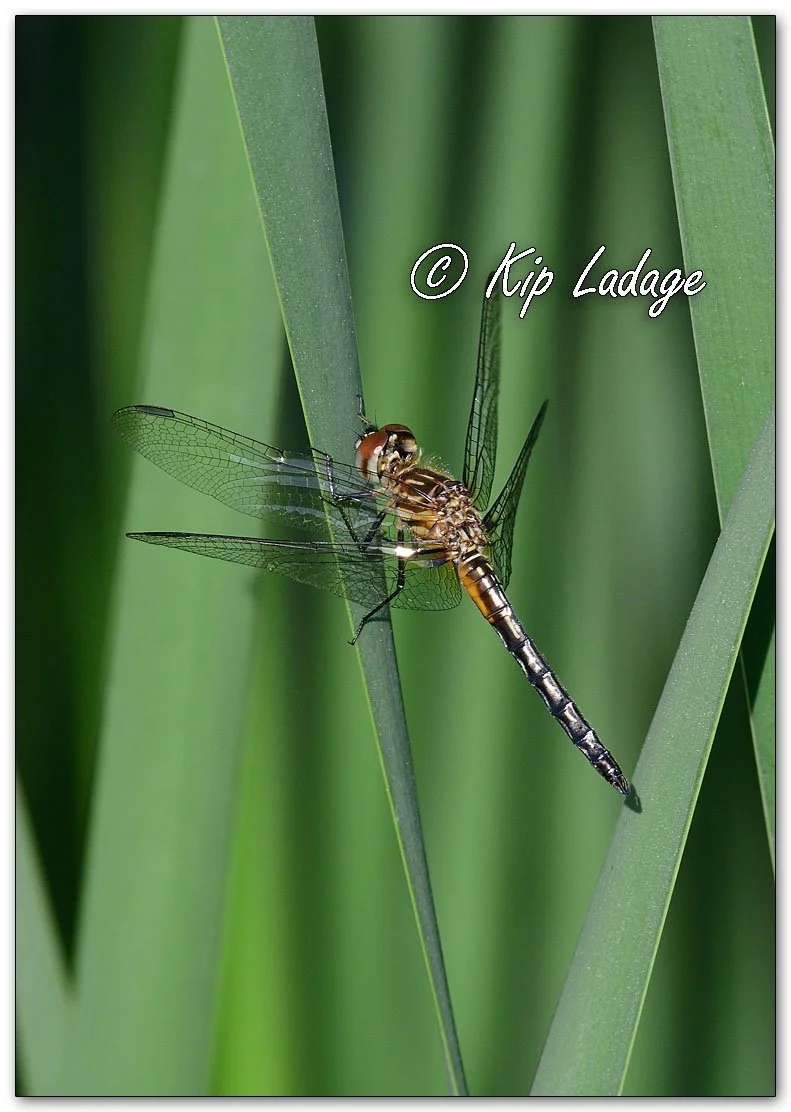 Blue Dasher Dragonfly - Image 1101310