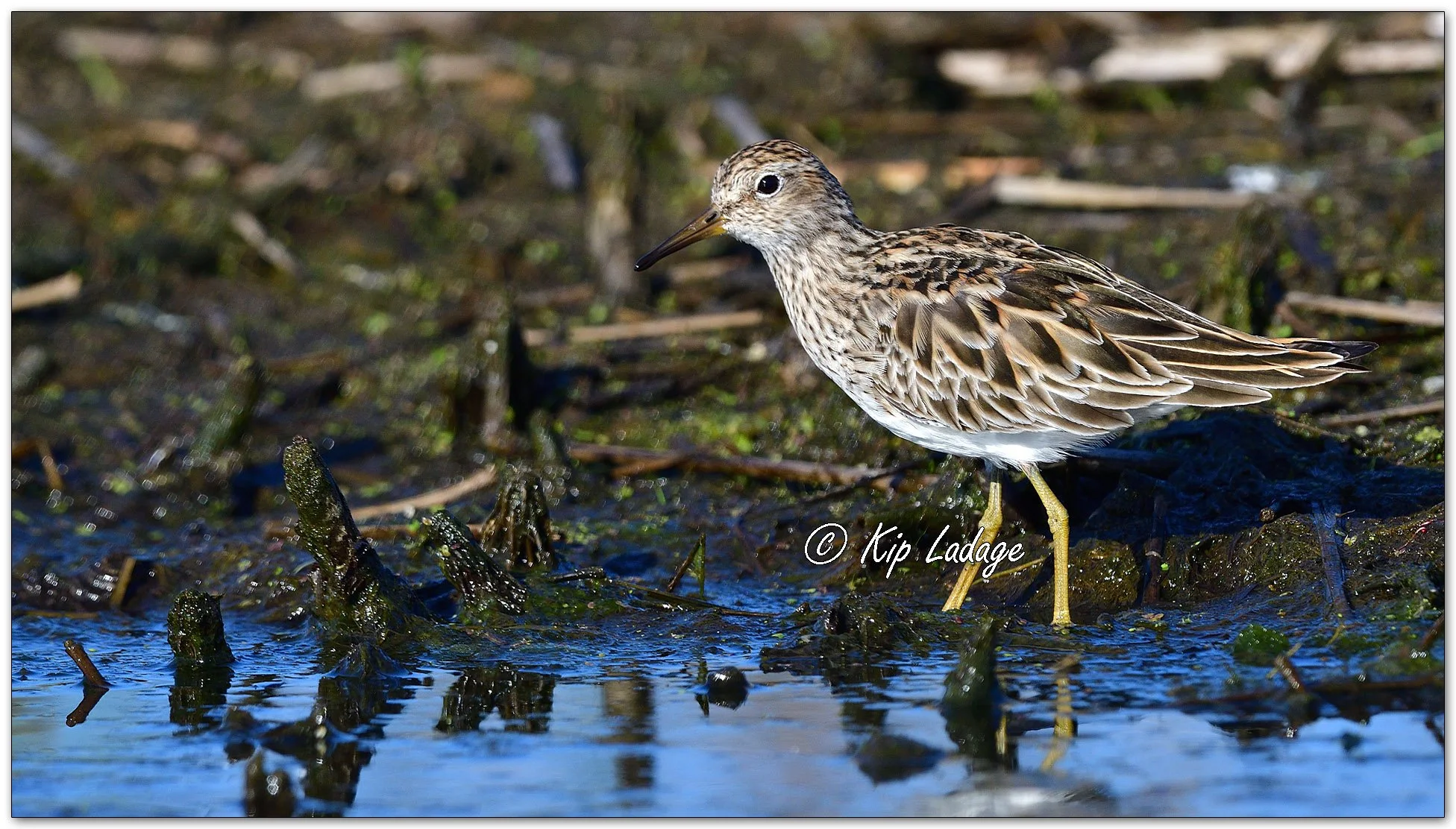 Pectoral Sandpiper - Image 1094978
