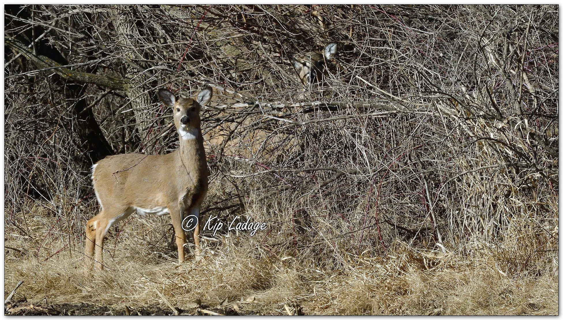 Whitetail Deer Along Timber - Image 1057015