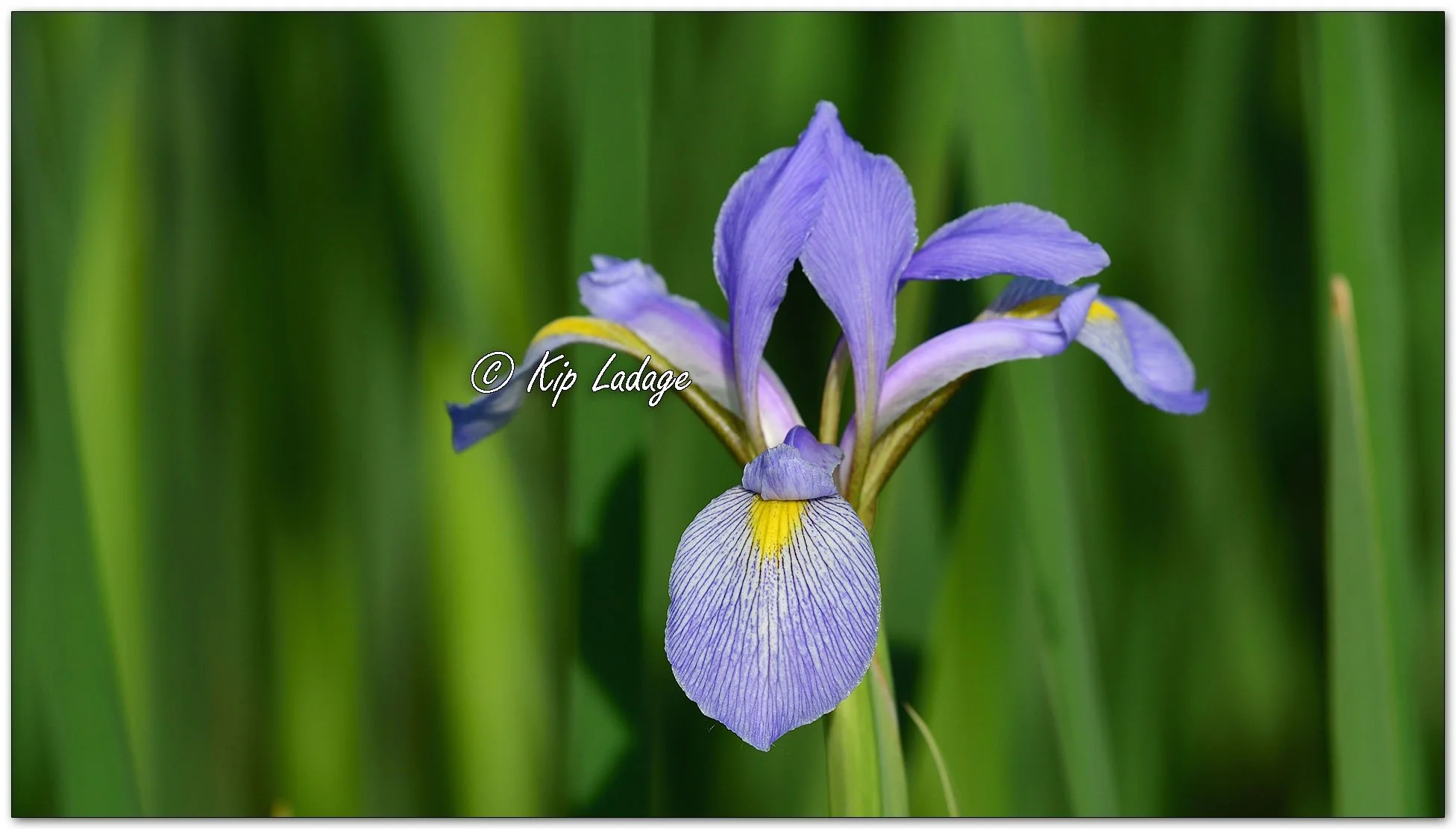 Blue Flag (Iris) - Image 1101407