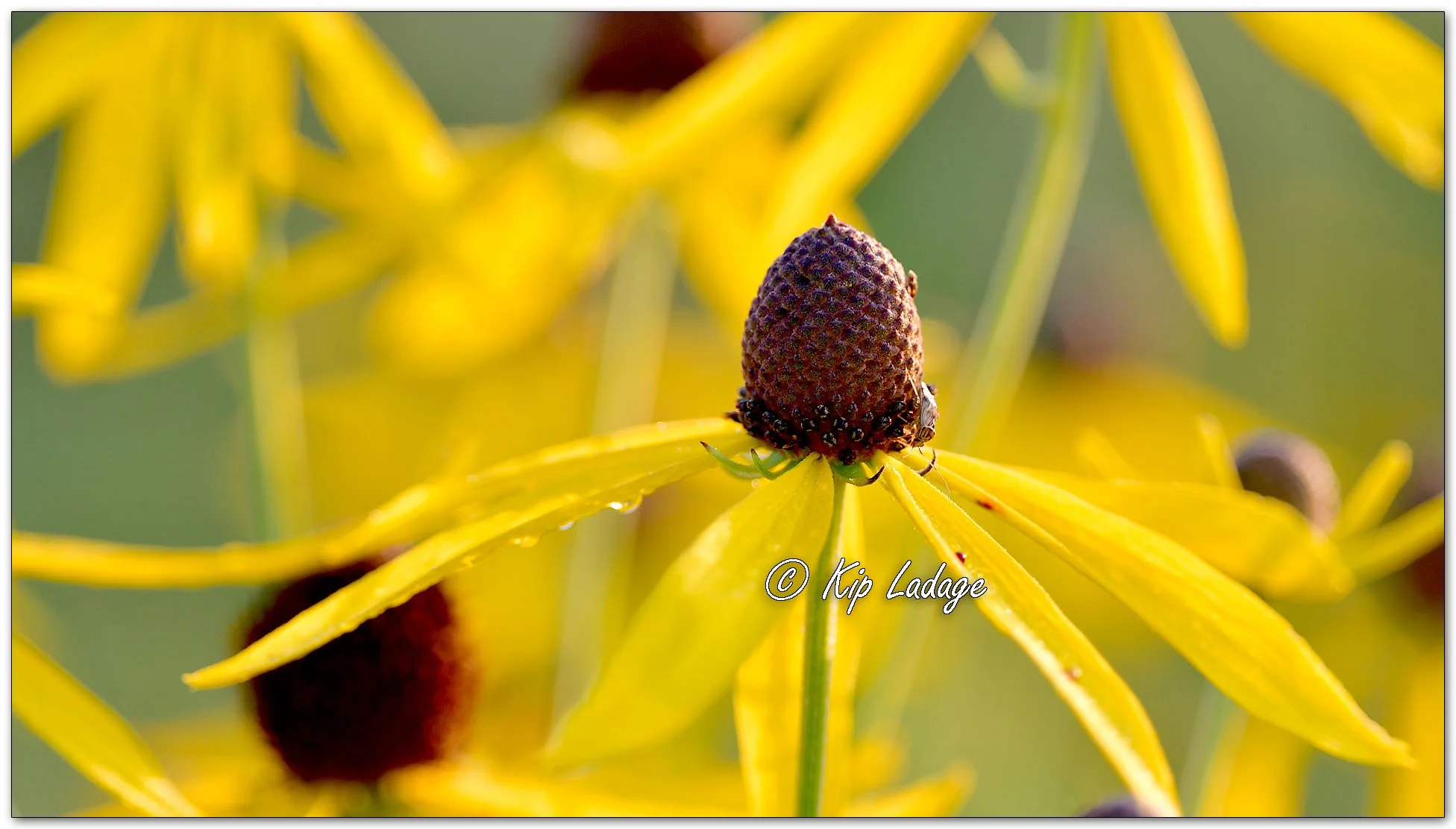 Gray-headed Coneflower - Image 1123492