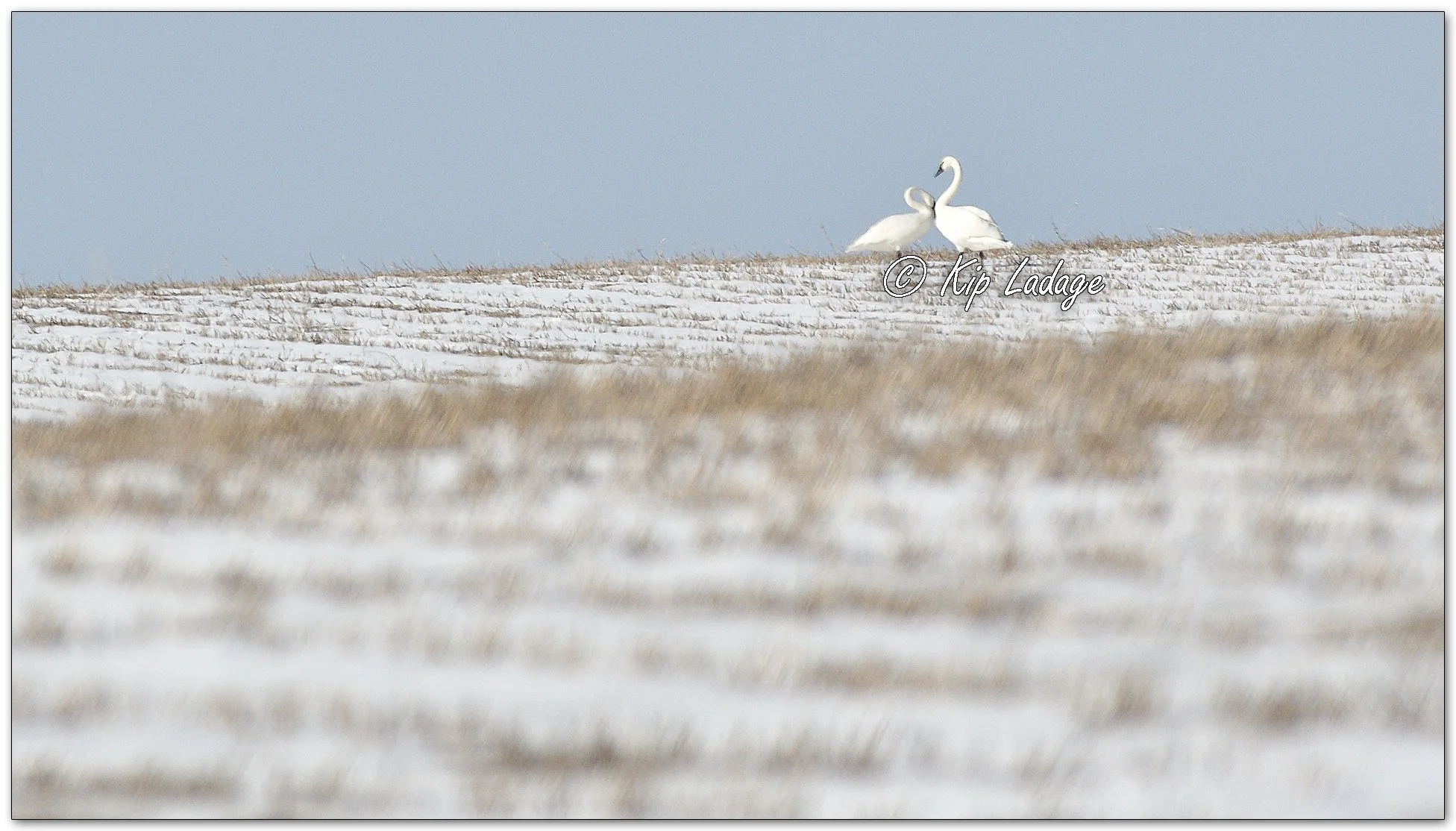 Trumpeter Swans in Snowy Field - Image 1062365