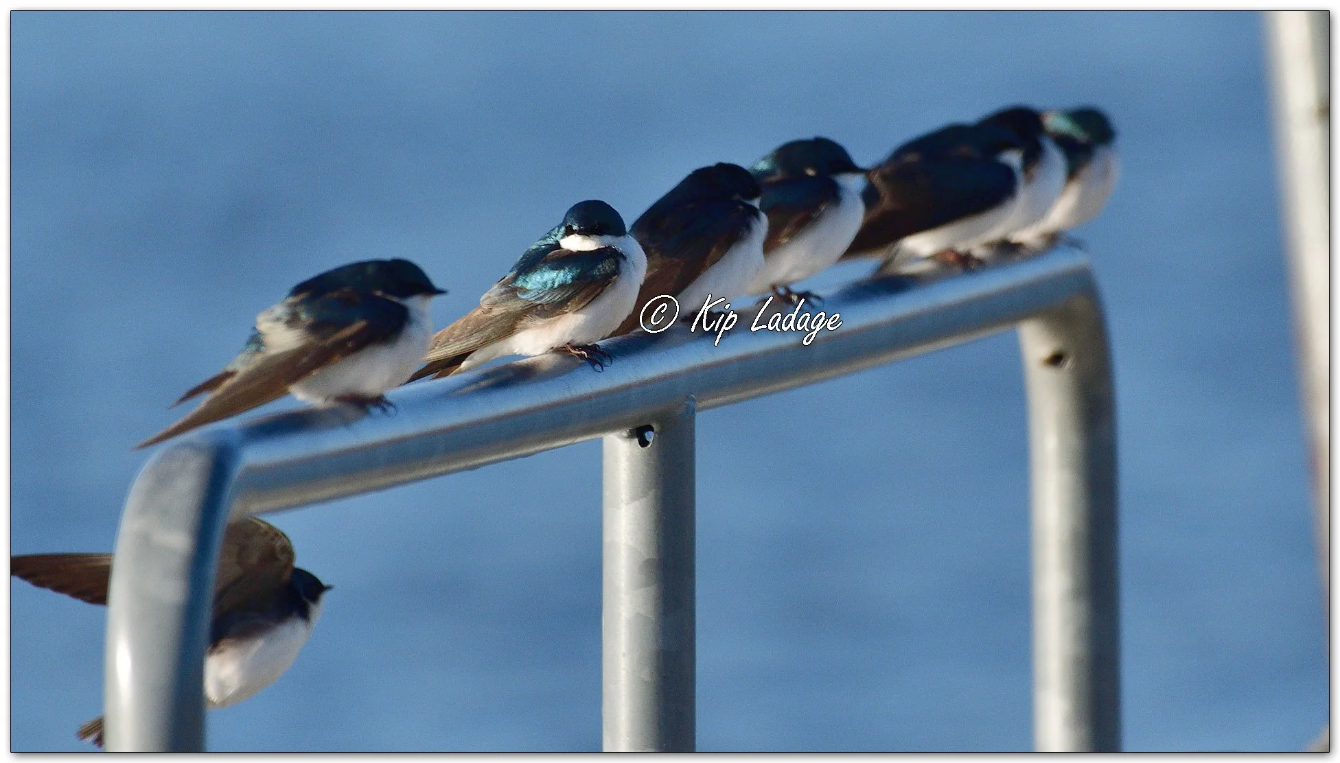 Tree Swallows - Image 1083388