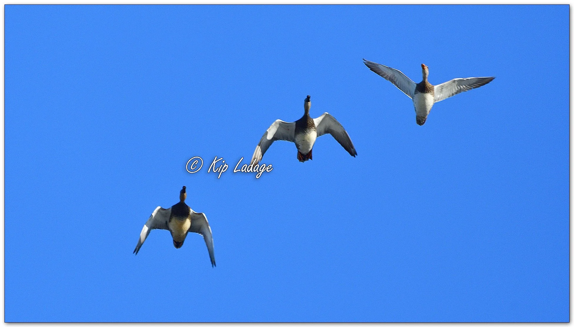 Gadwall  in Flight - Image 1070081