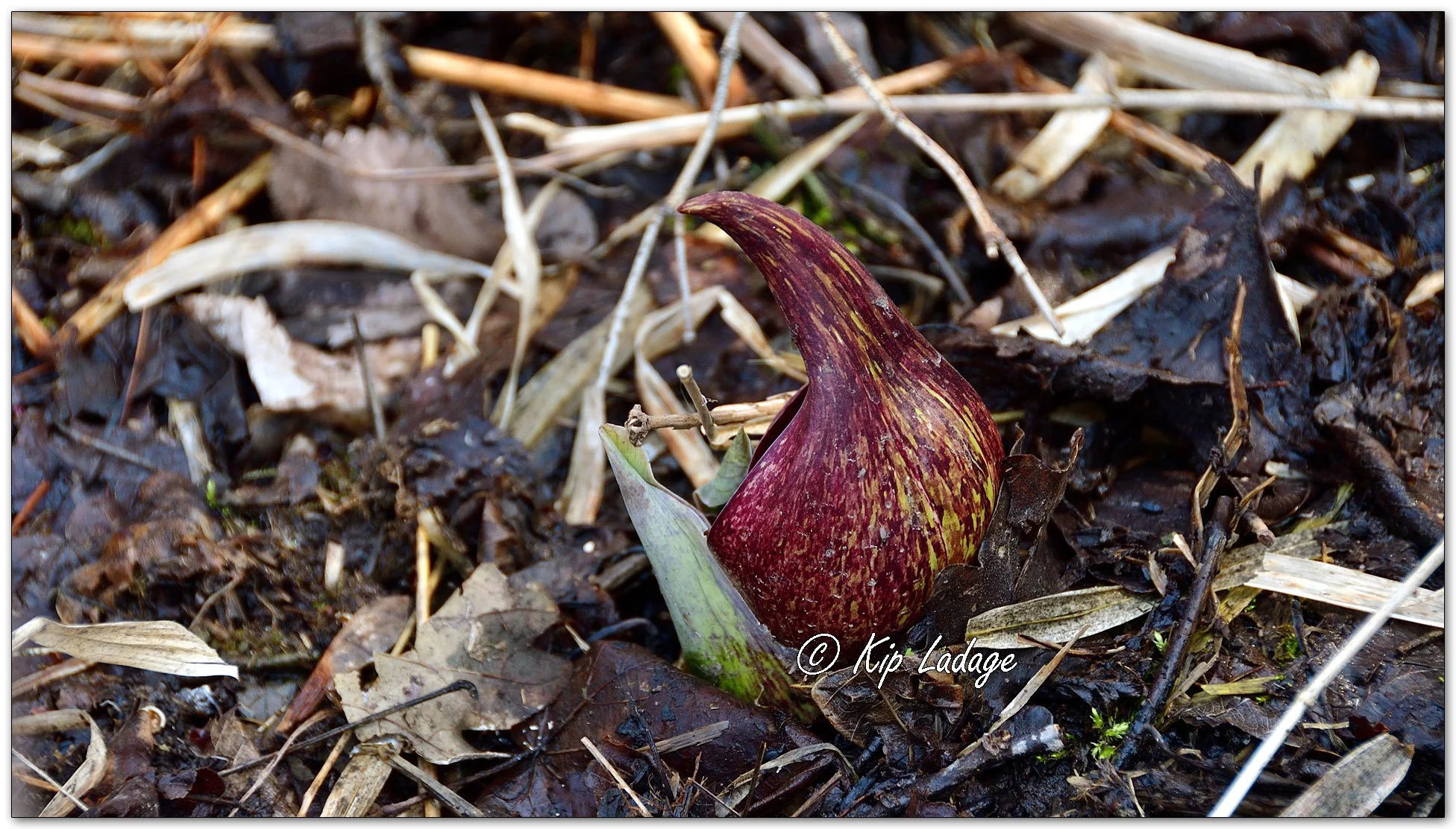 Skunk Cabbage - Image 1080744