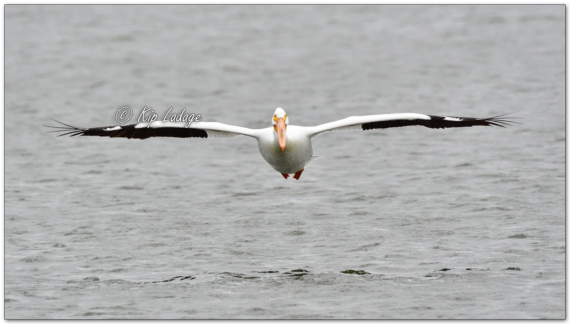 American White Pelican - Image 1076881