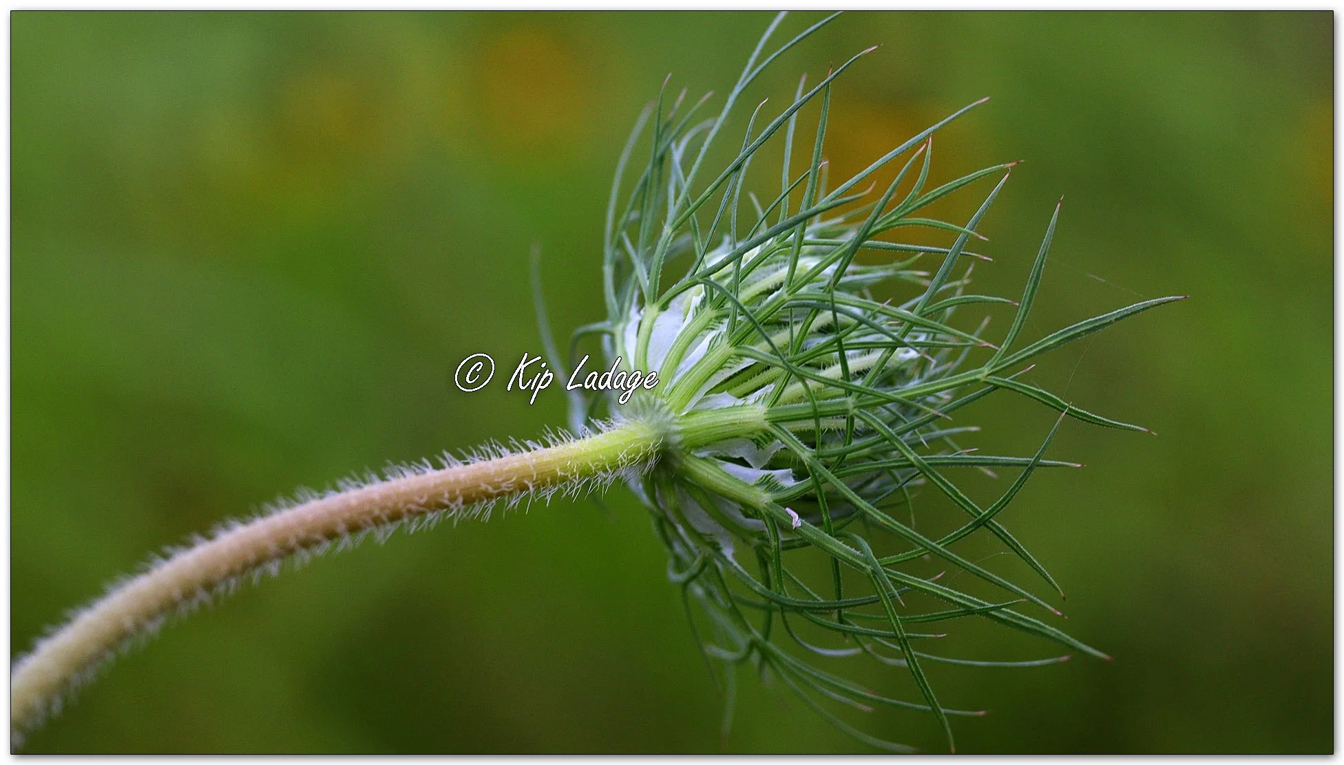 Queen Anne's Lace - Image 1117910