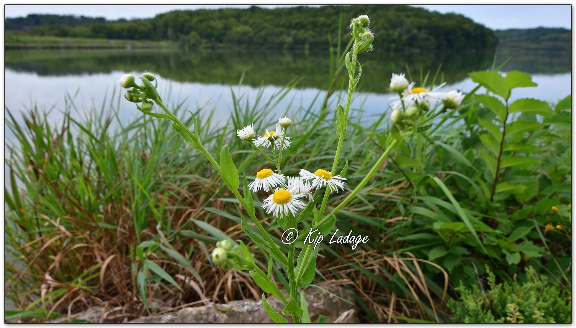 Daisy Fleabane - Image 1141989