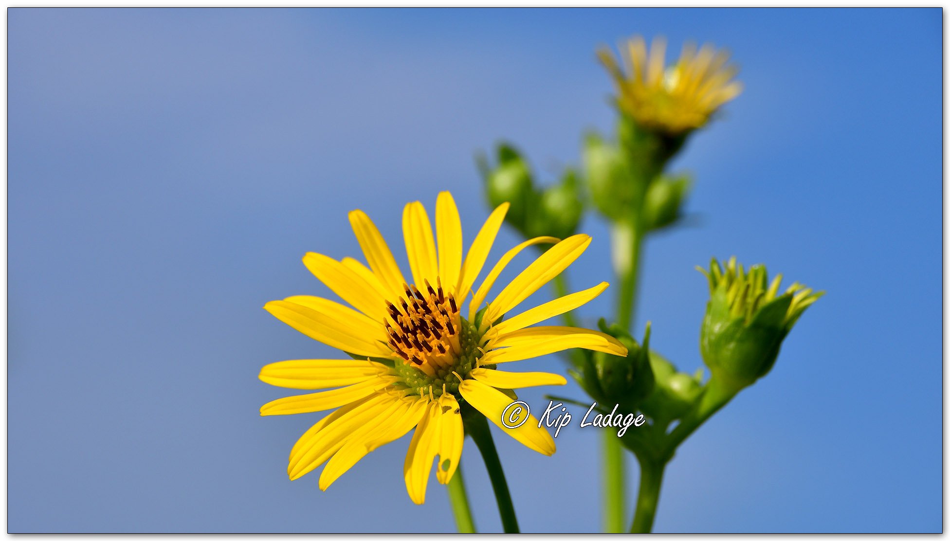 Cup Plant - Image 1127386