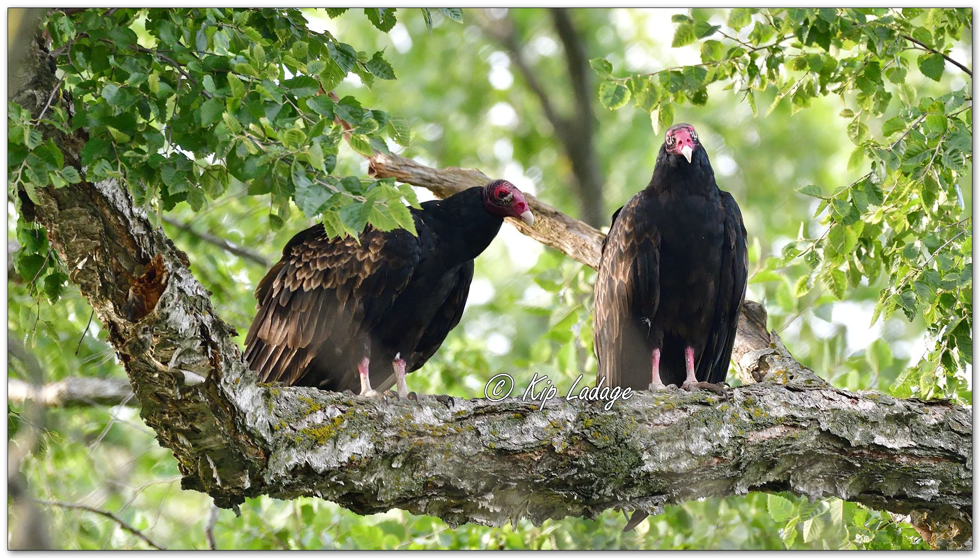 Turkey Vultures - Image 1137294