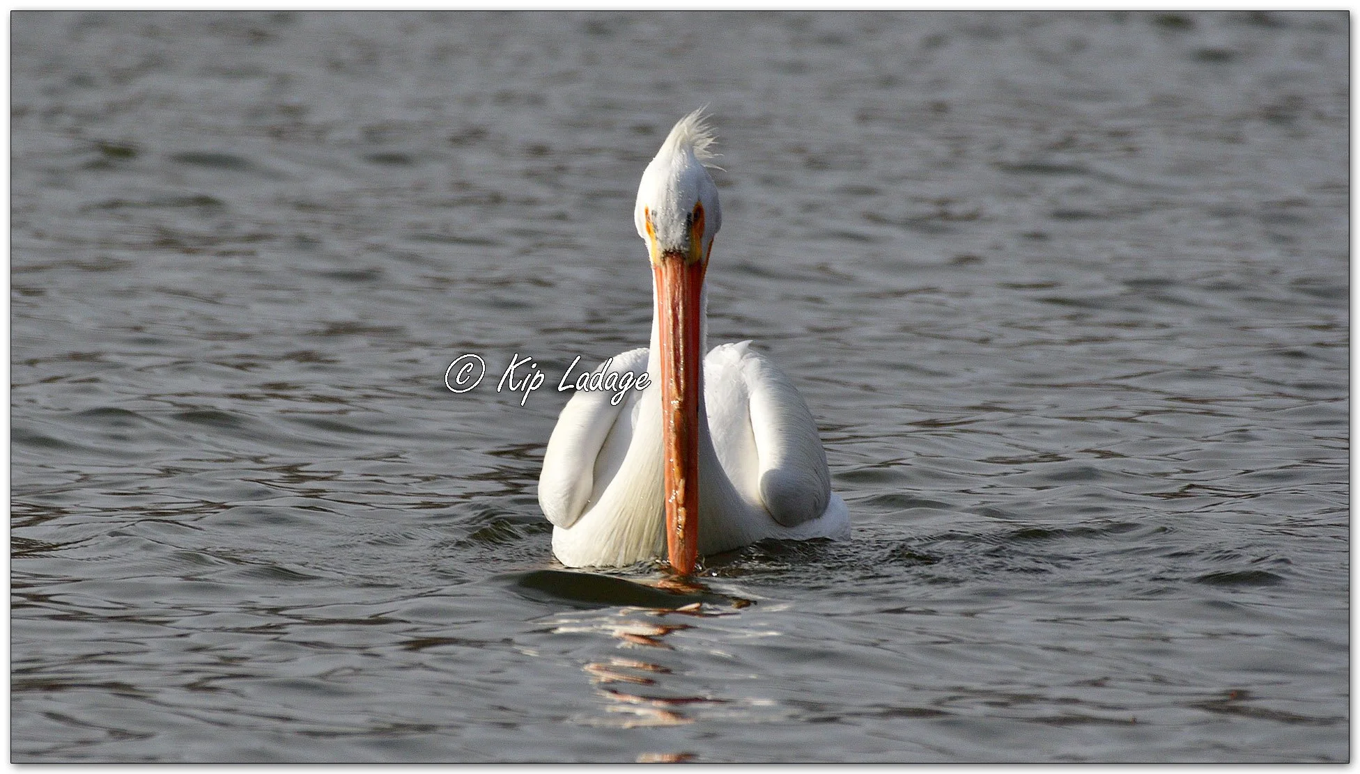 American White Pelican - Image 1082210