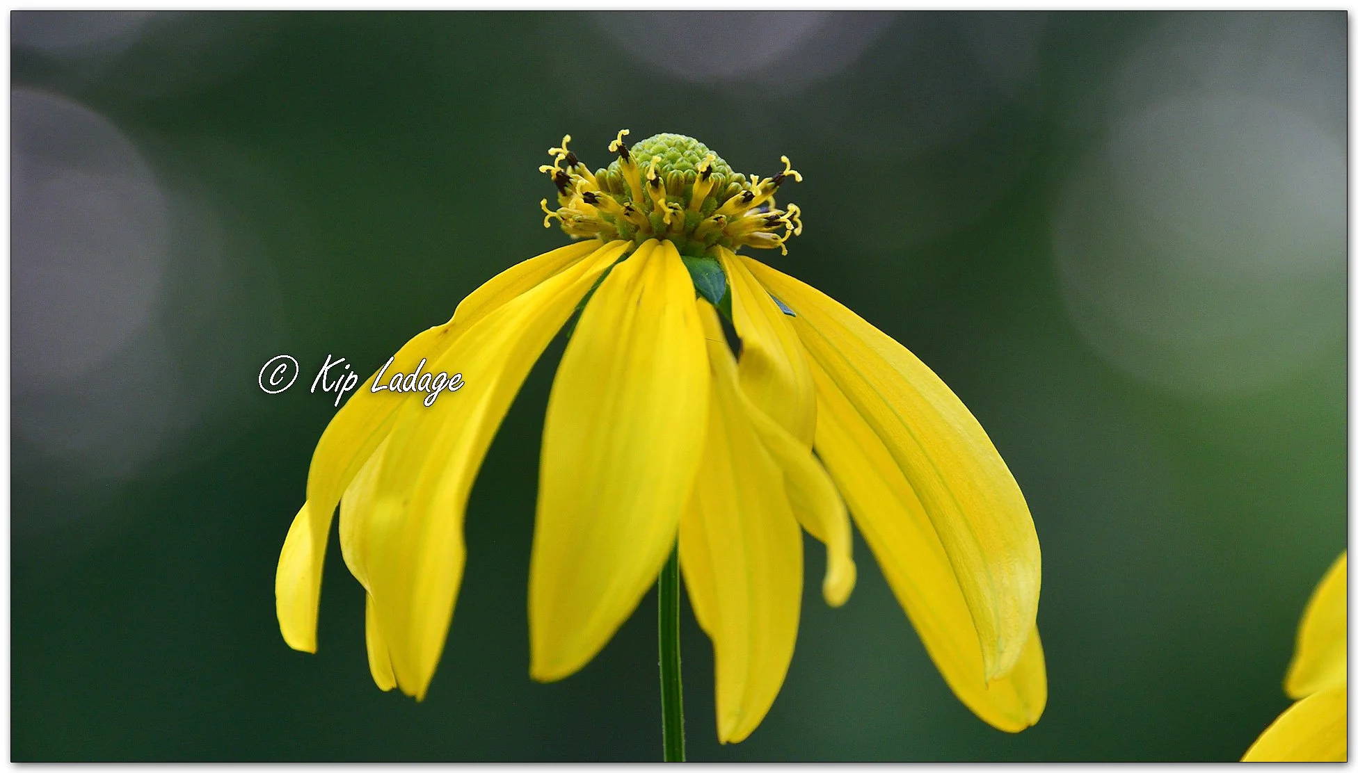 Cutleaf Coneflower - Image 1131779