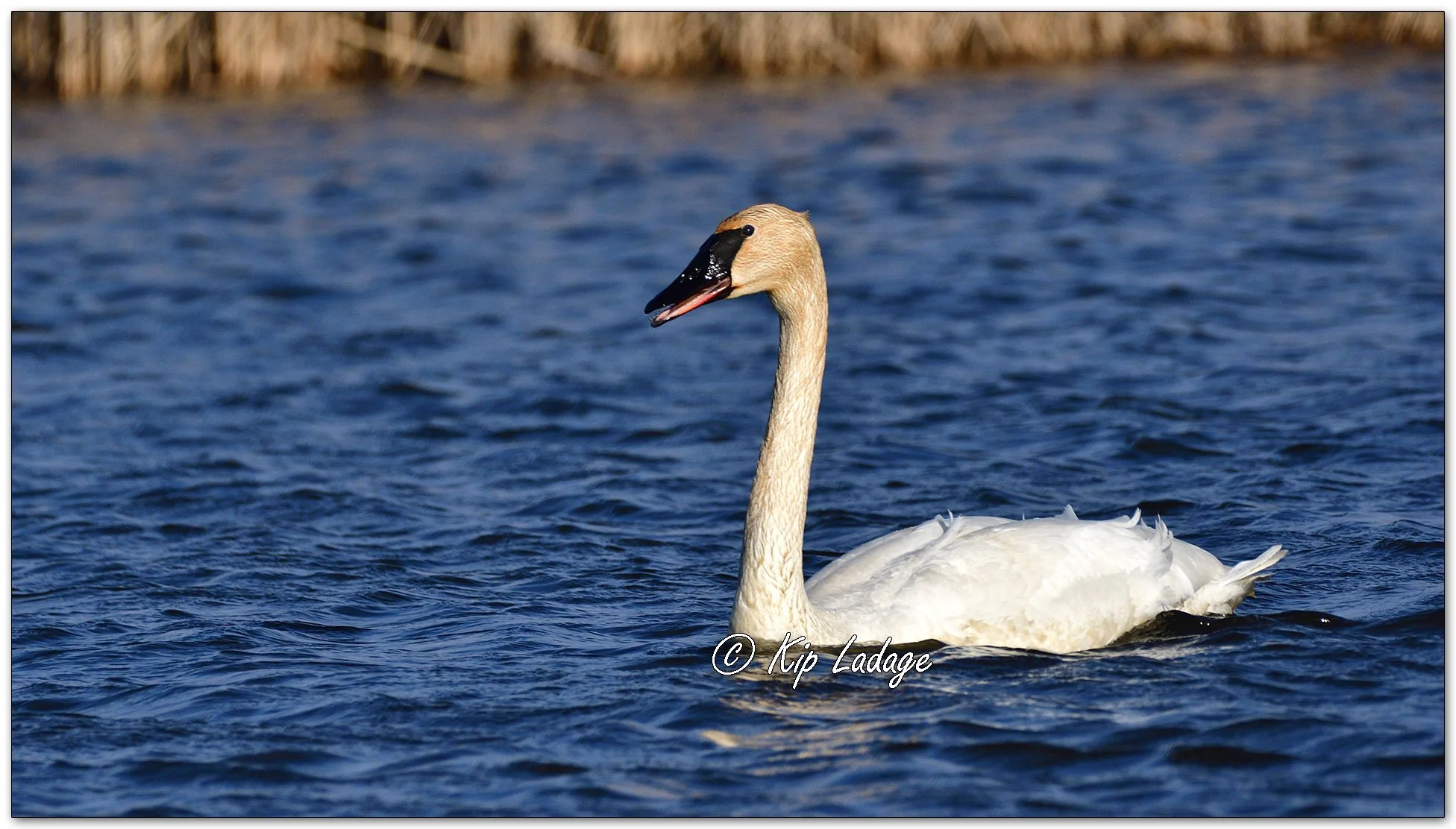 Trumpeter Swan - Image 1071978