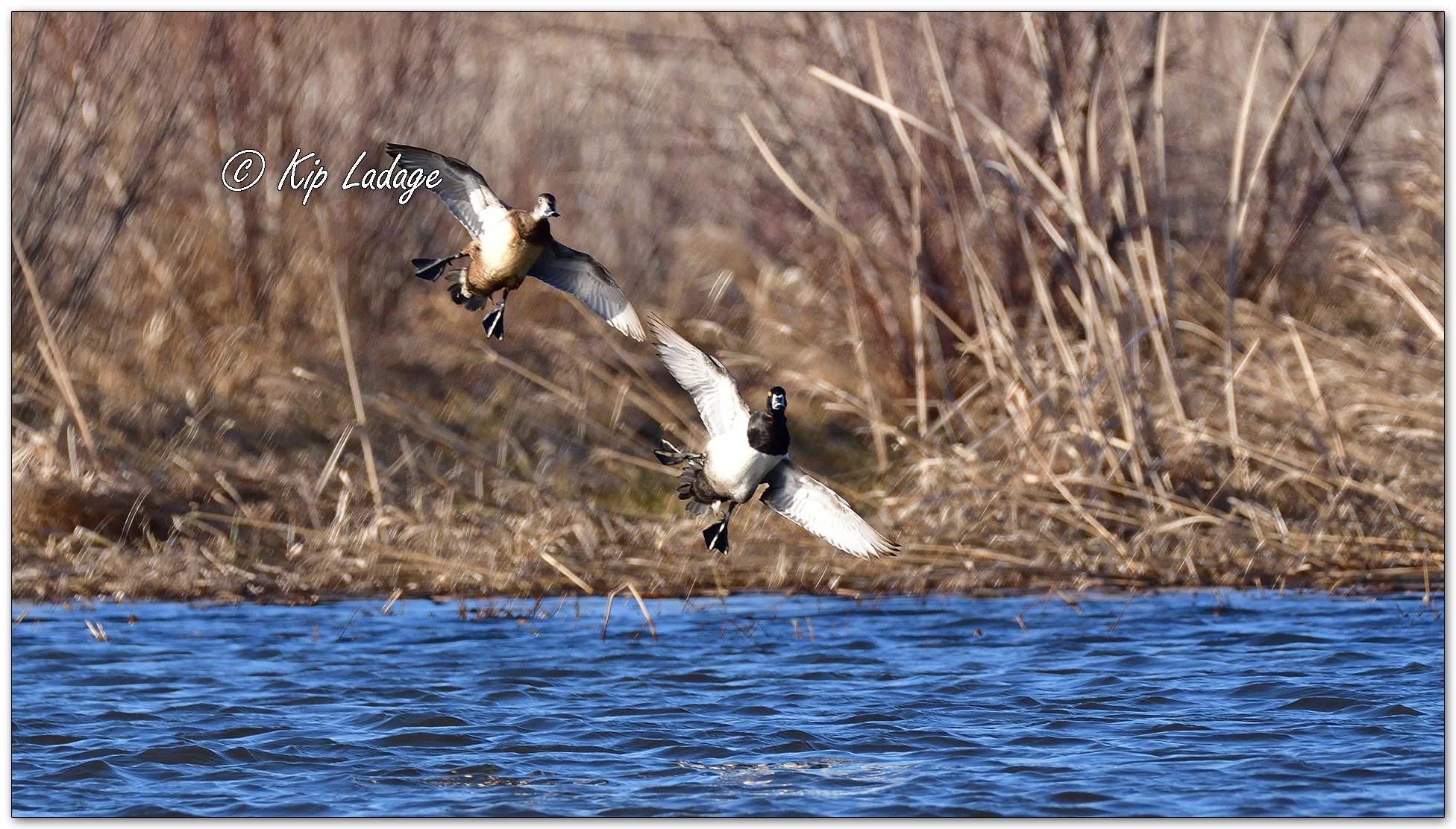 Ring-necked Ducks - Image 1071467