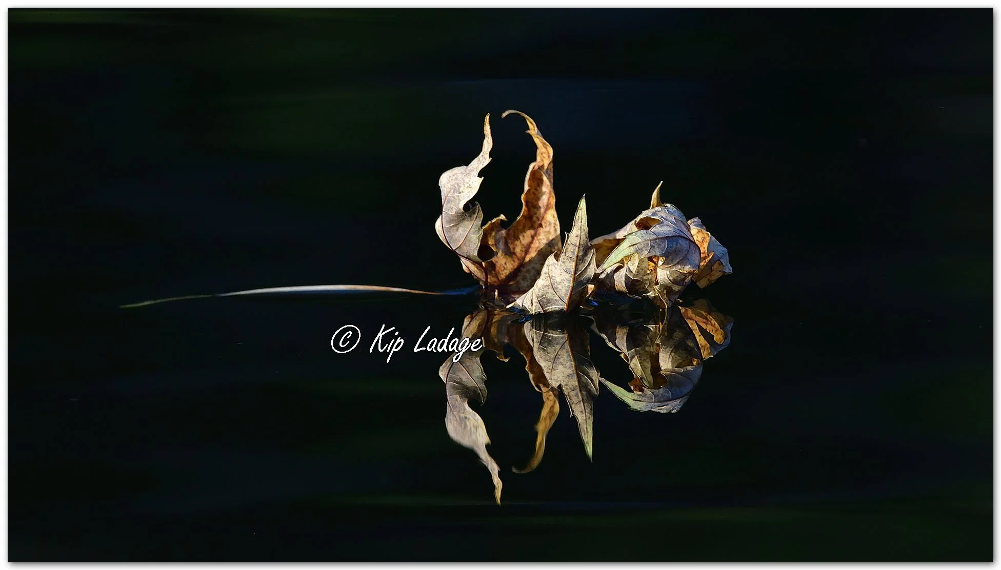 Autumn Leaf on River - Image 1165679