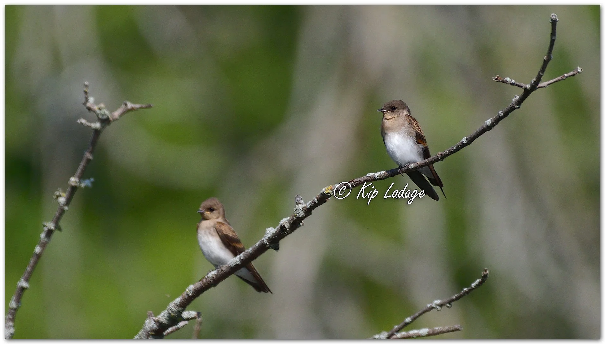 Rough-winged Swallows - Image 1126997