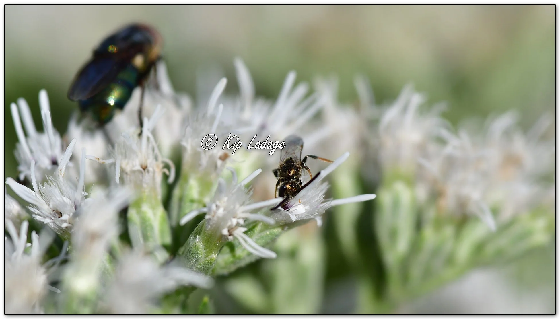 Southern Bronze Furrow Bee on Late Boneset - Image 1144737