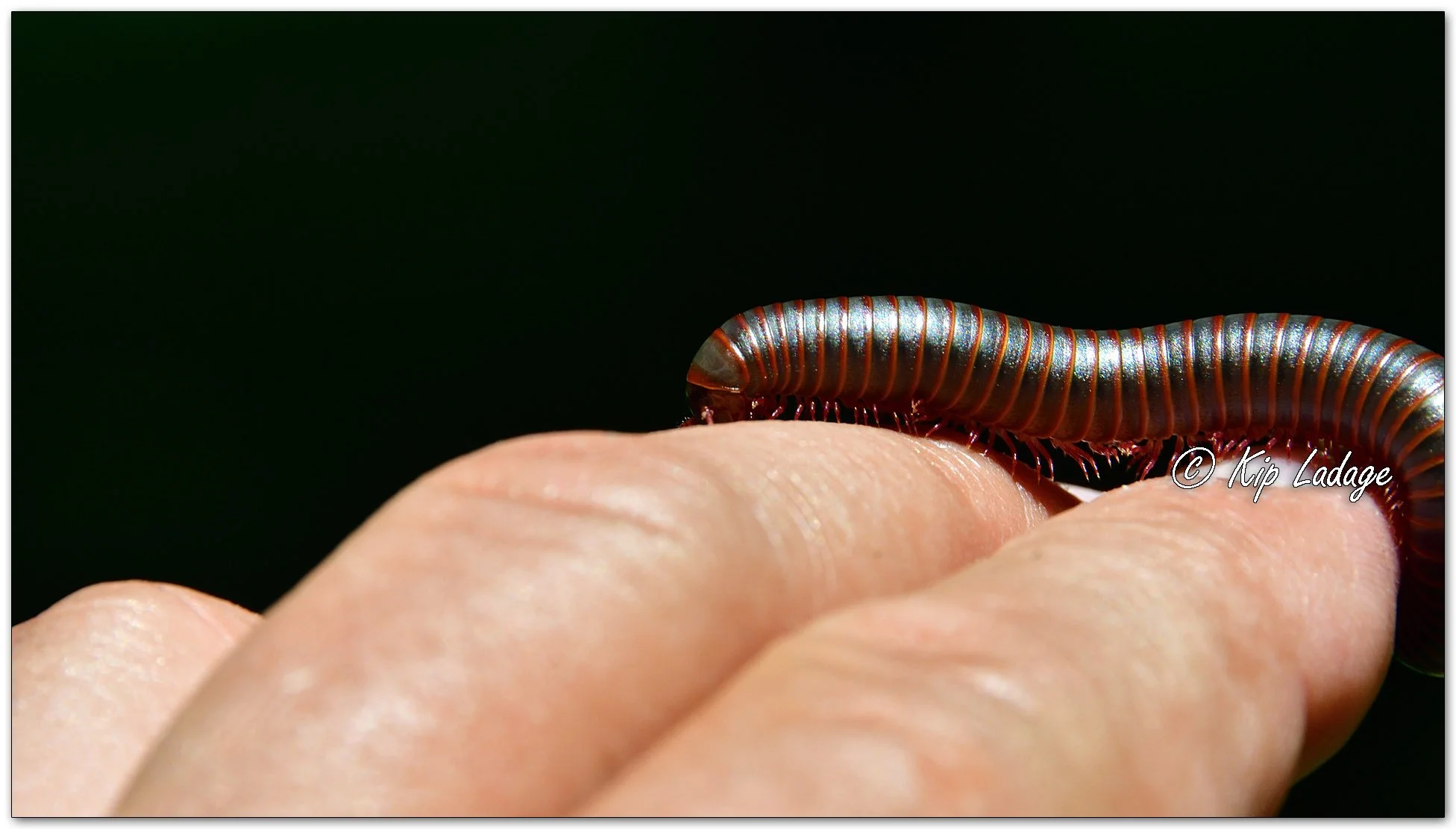 American Giant Millipede - Image 1099912