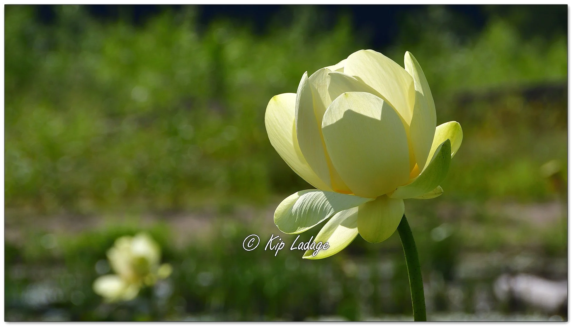 American Lotus - Image 1137878