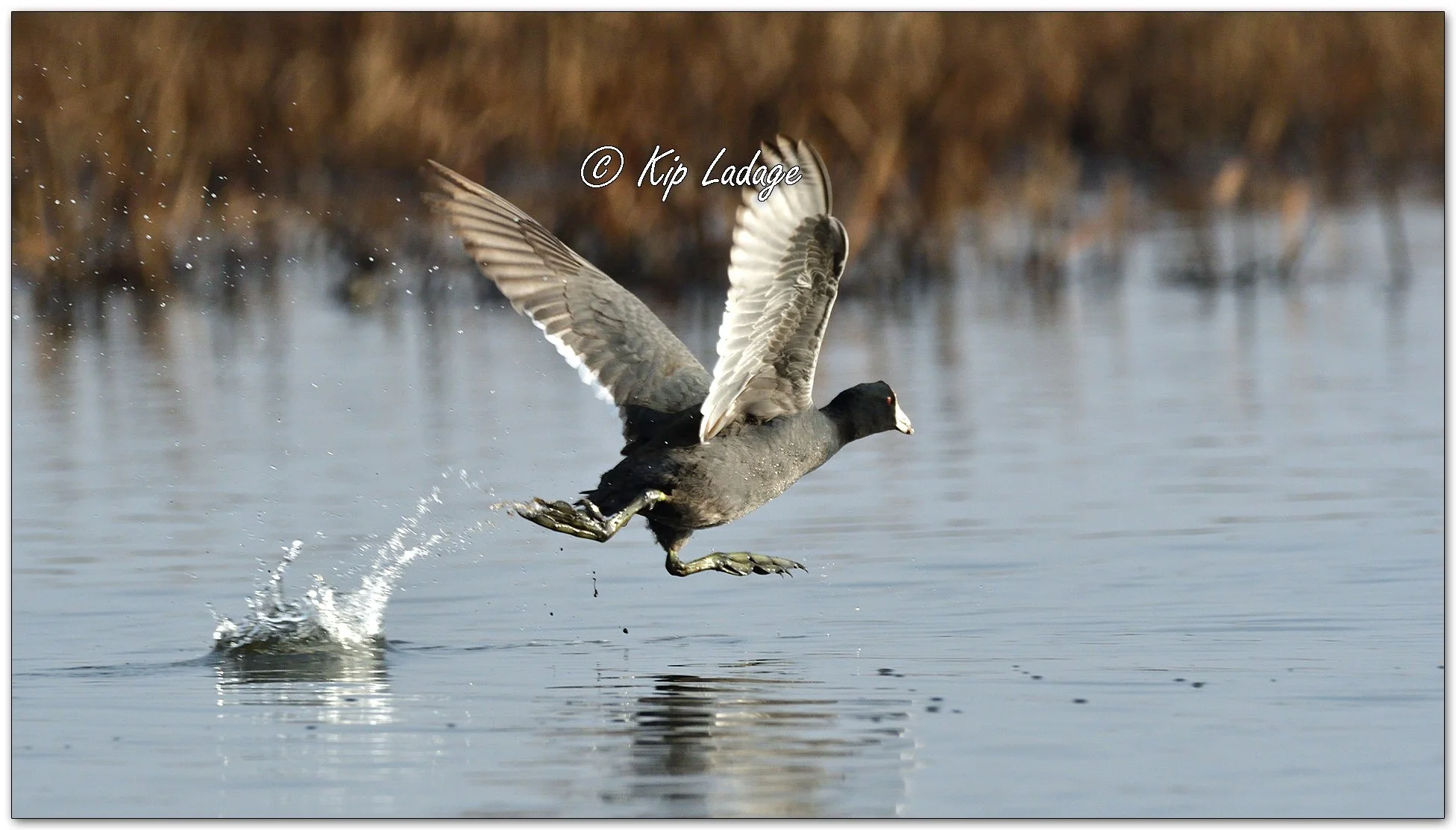 American Coot - Image 1088650