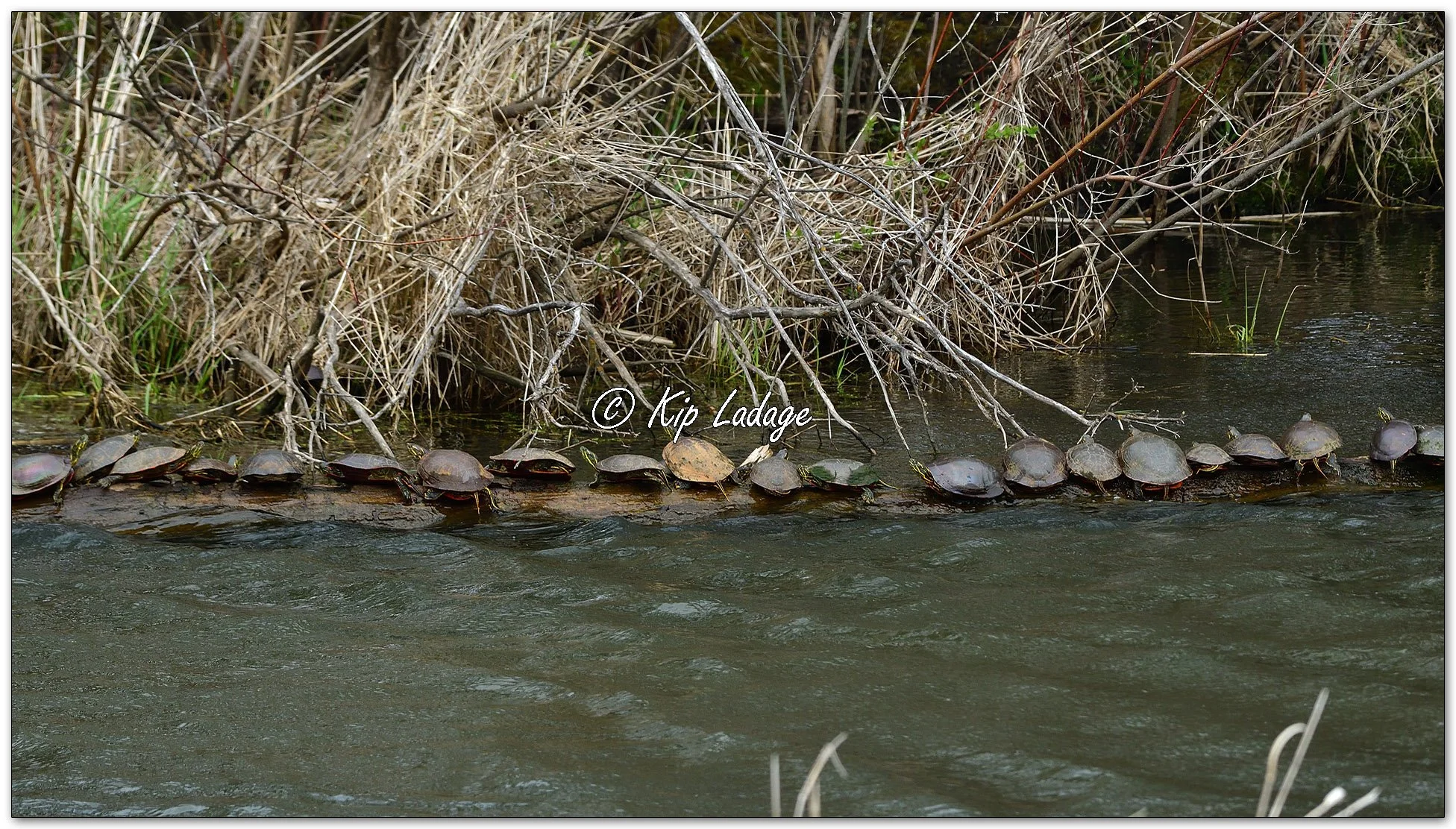 Painted Turtles on Log - Image 1086496