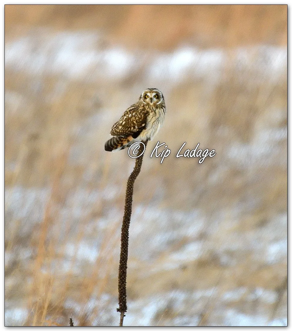 Short-eared Owl - Image 1049606