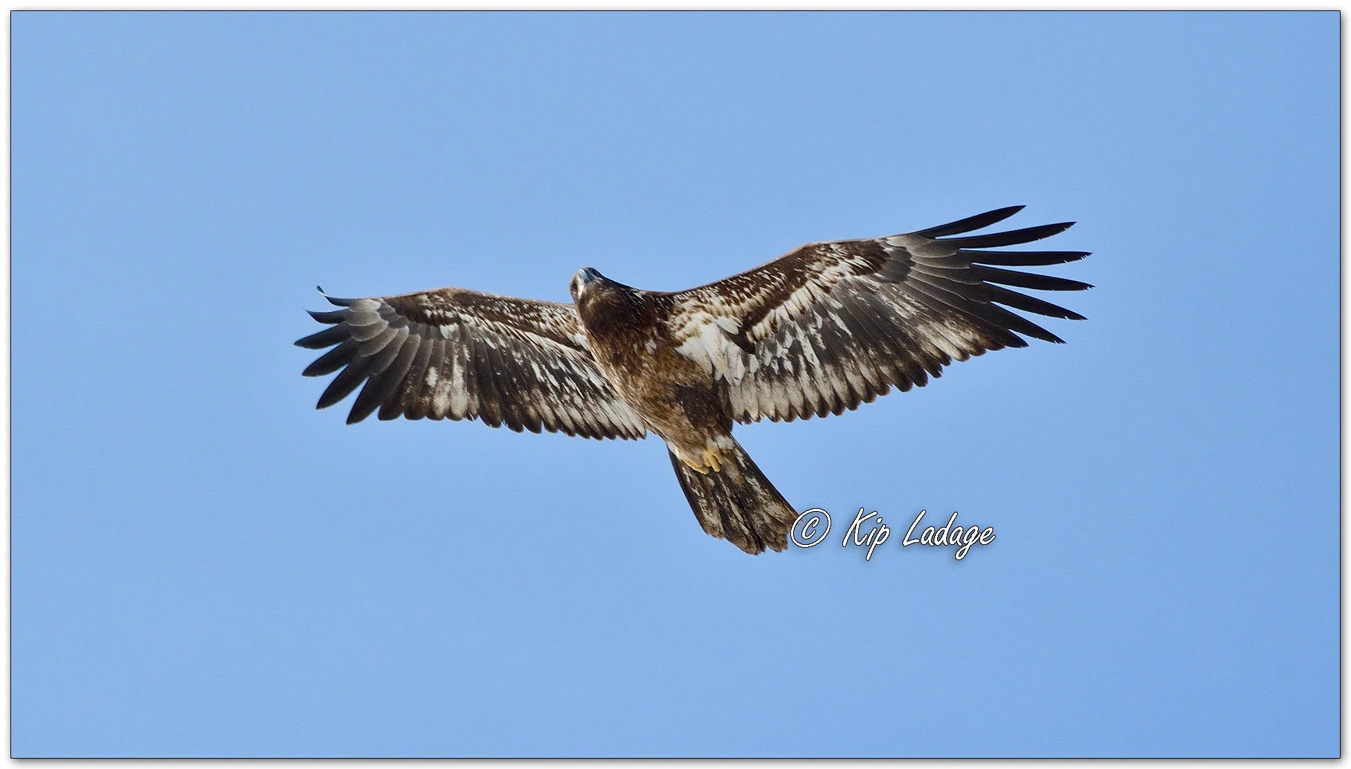 Young Bald Eagle - Image 1074840