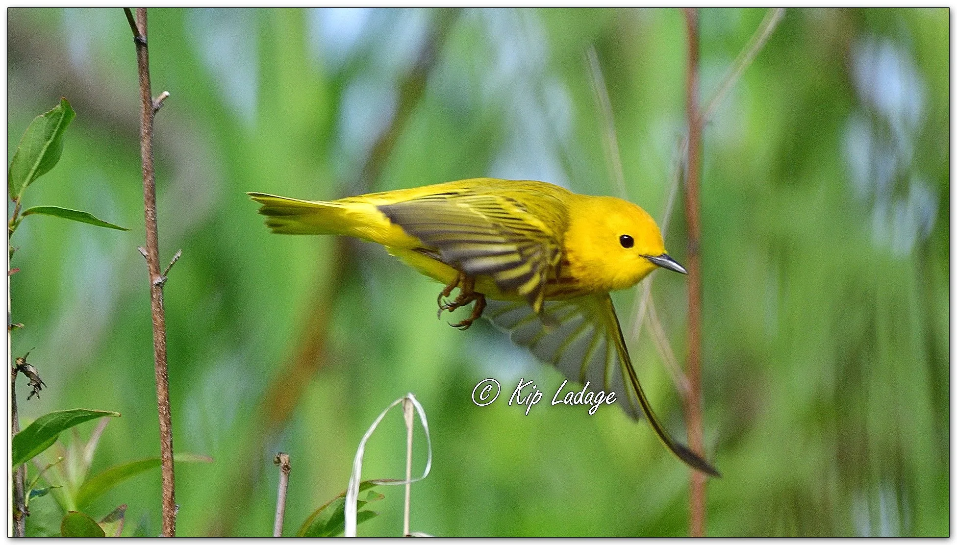 Yellow Warbler - Image 1098626