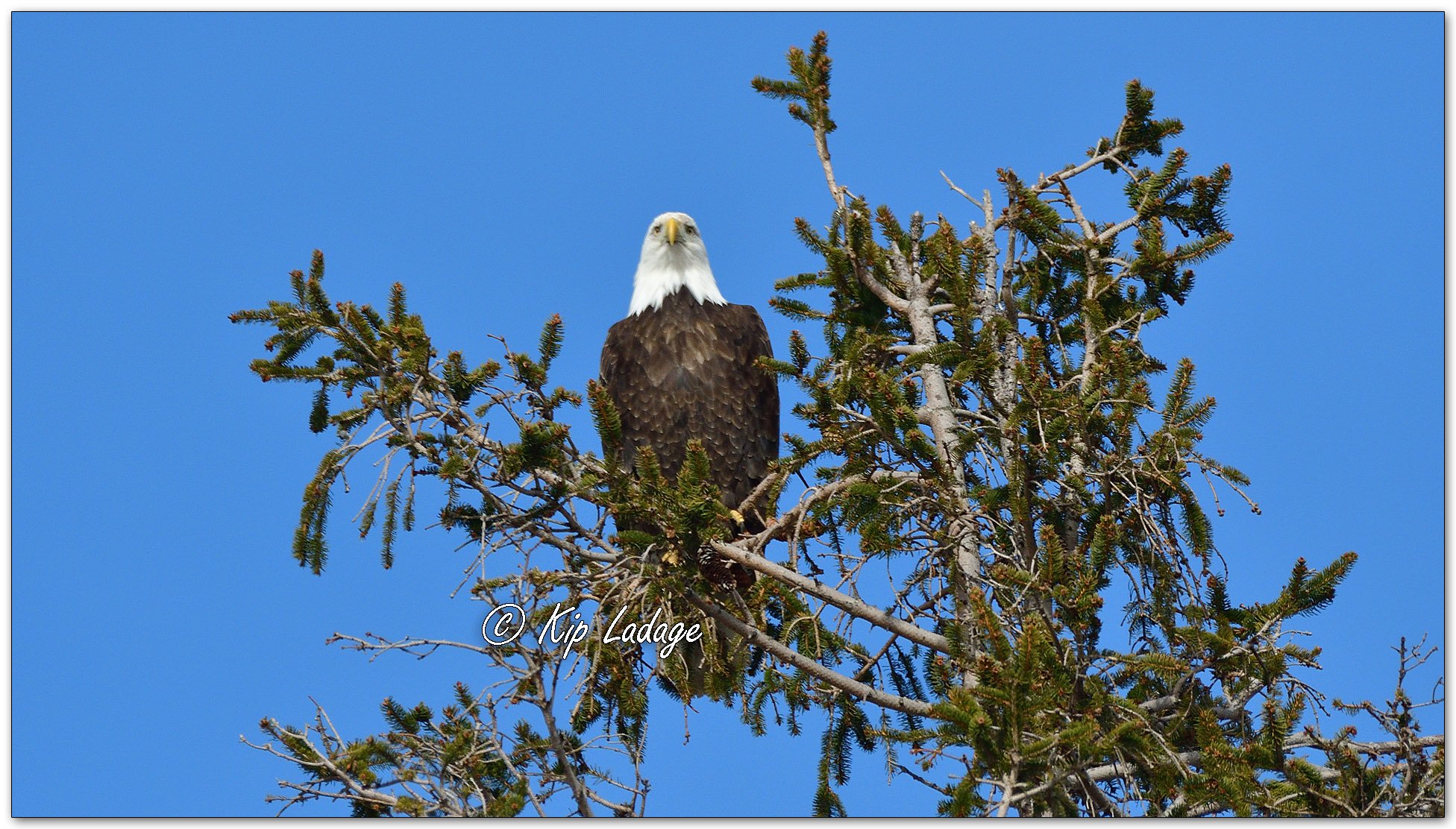 Adult Bald Eagle in Spruce Tree - Image 1075115