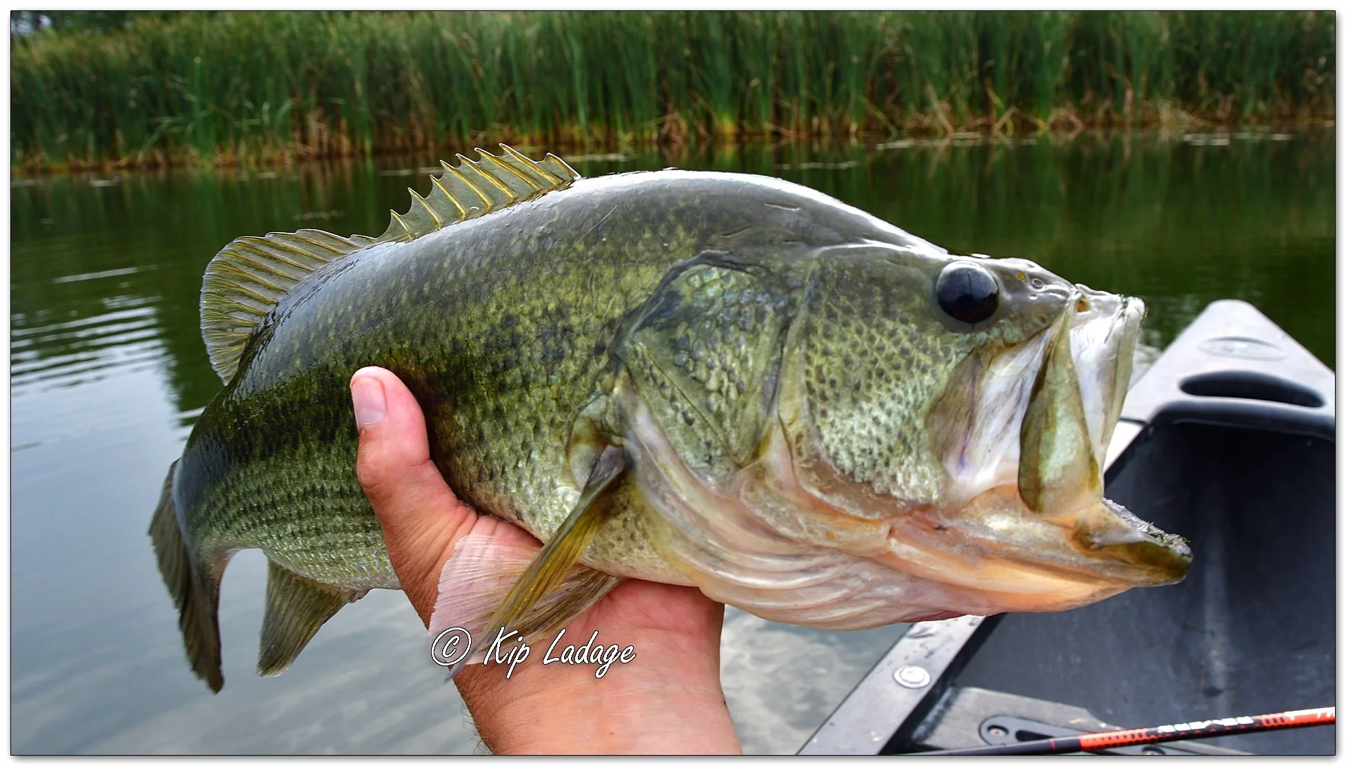 Largemouth Bass - Image 1144479