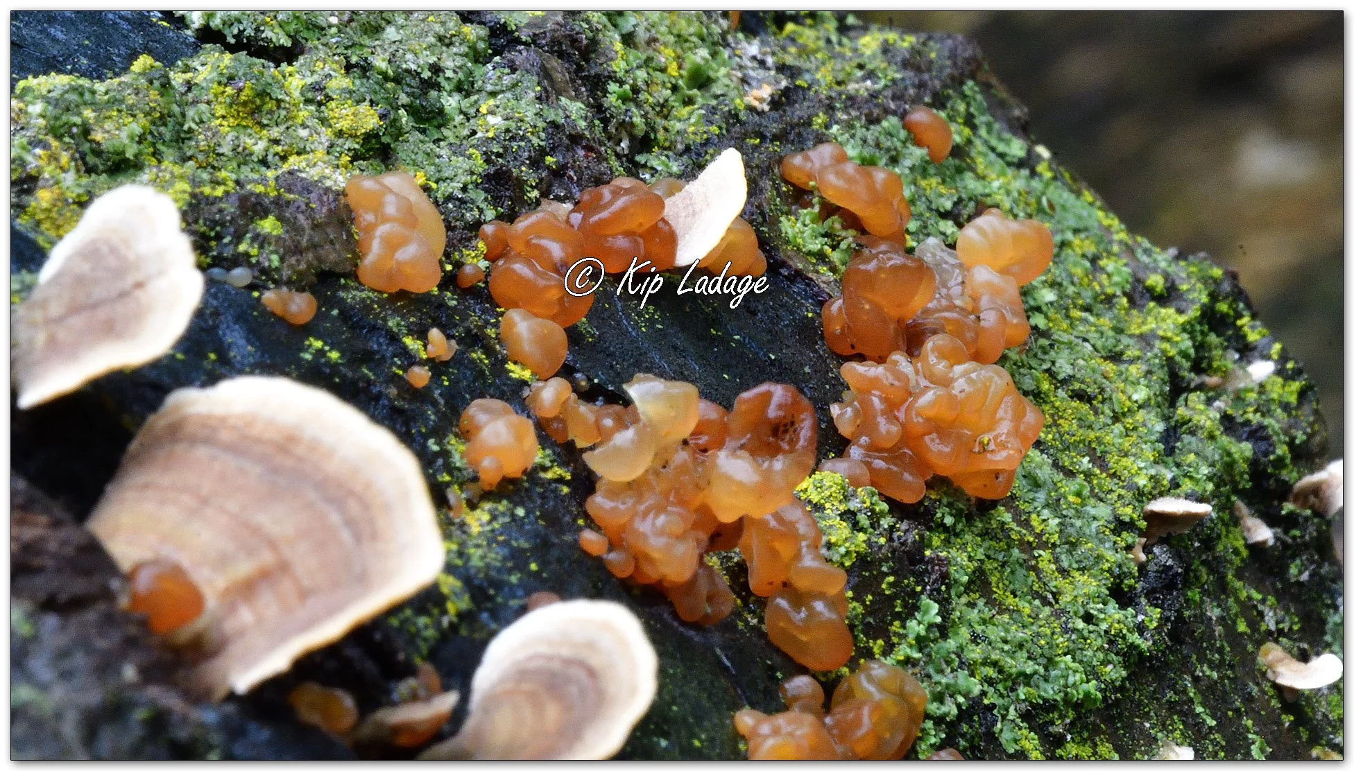 Crystal Brain Fungus - Image 1154499