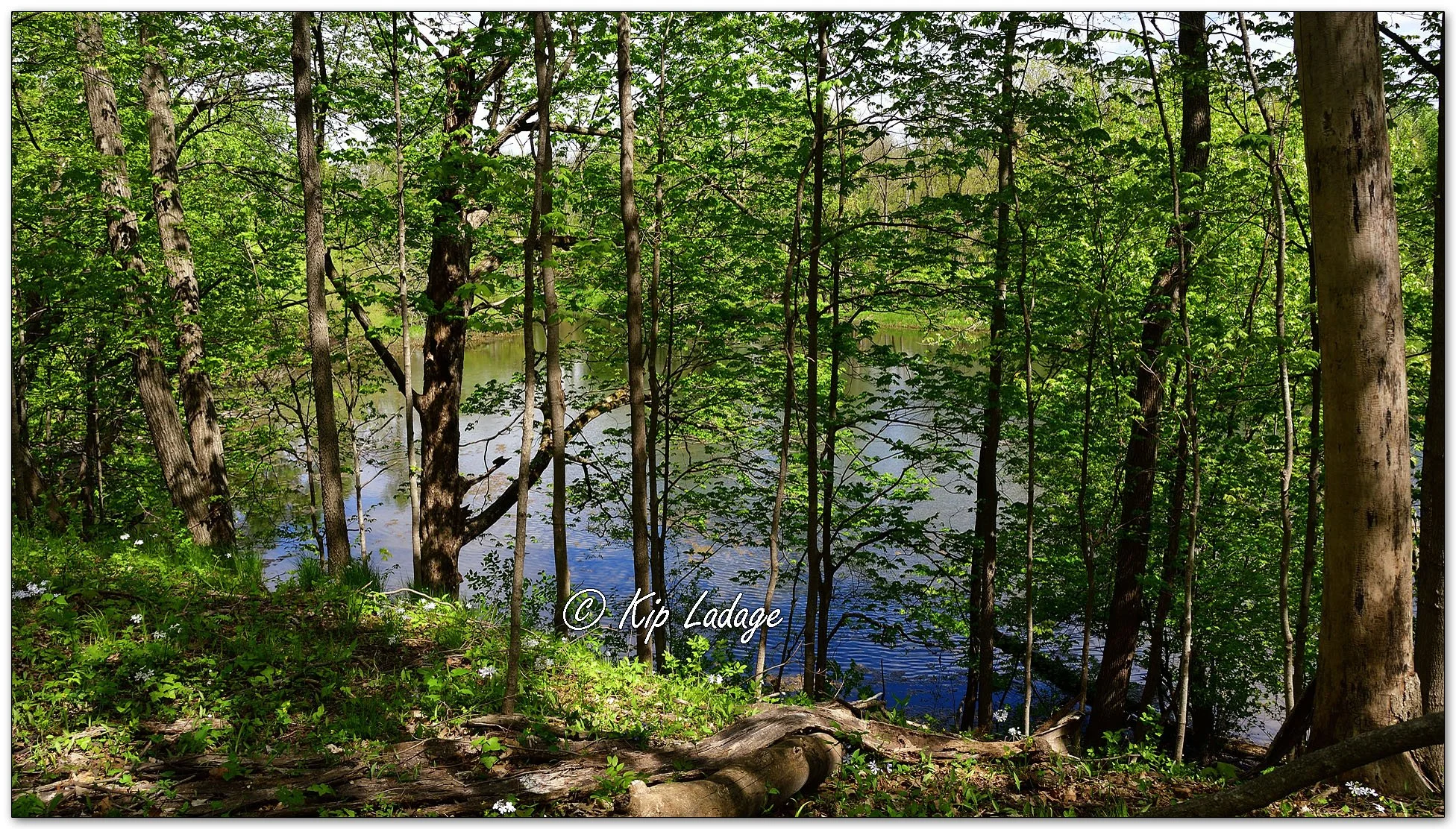 Woodland and River Scenic - Image 1095372