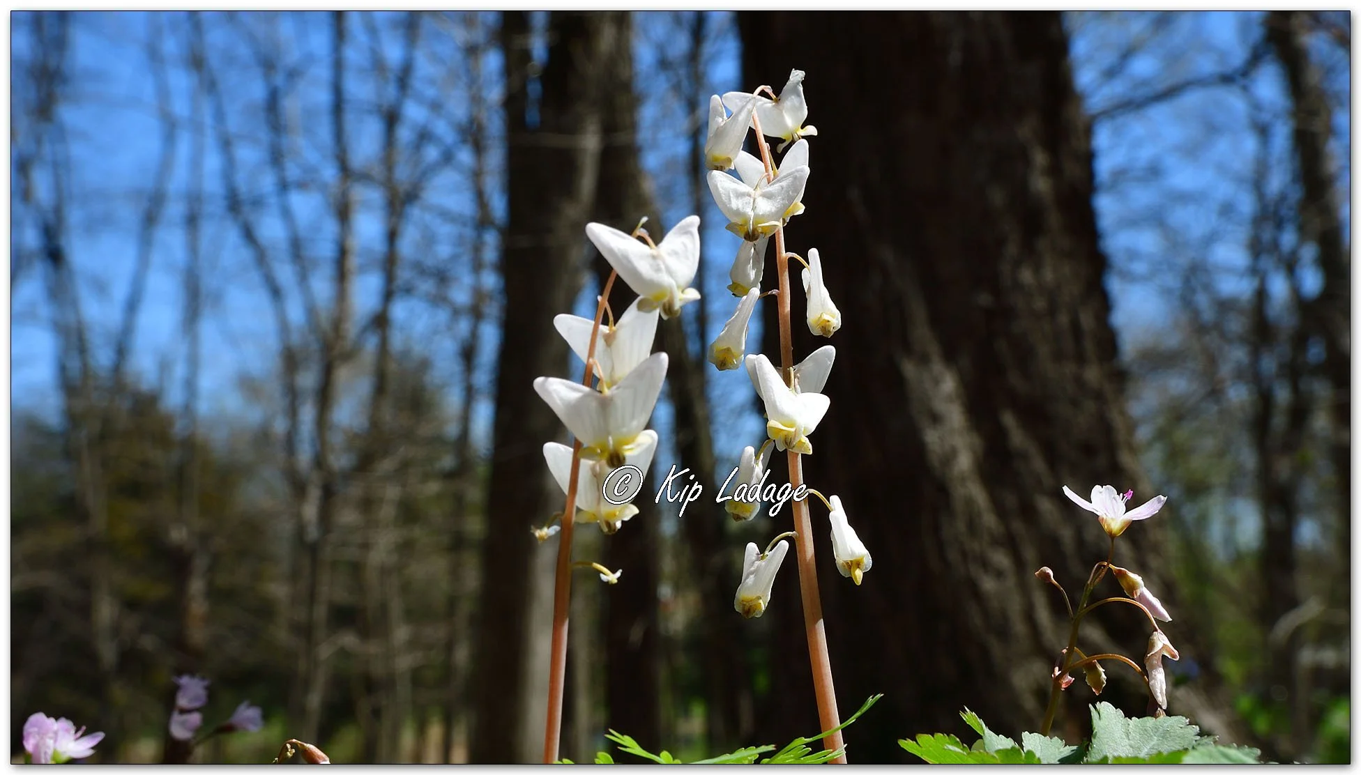 Dutchman's Breeches - Image 1089326