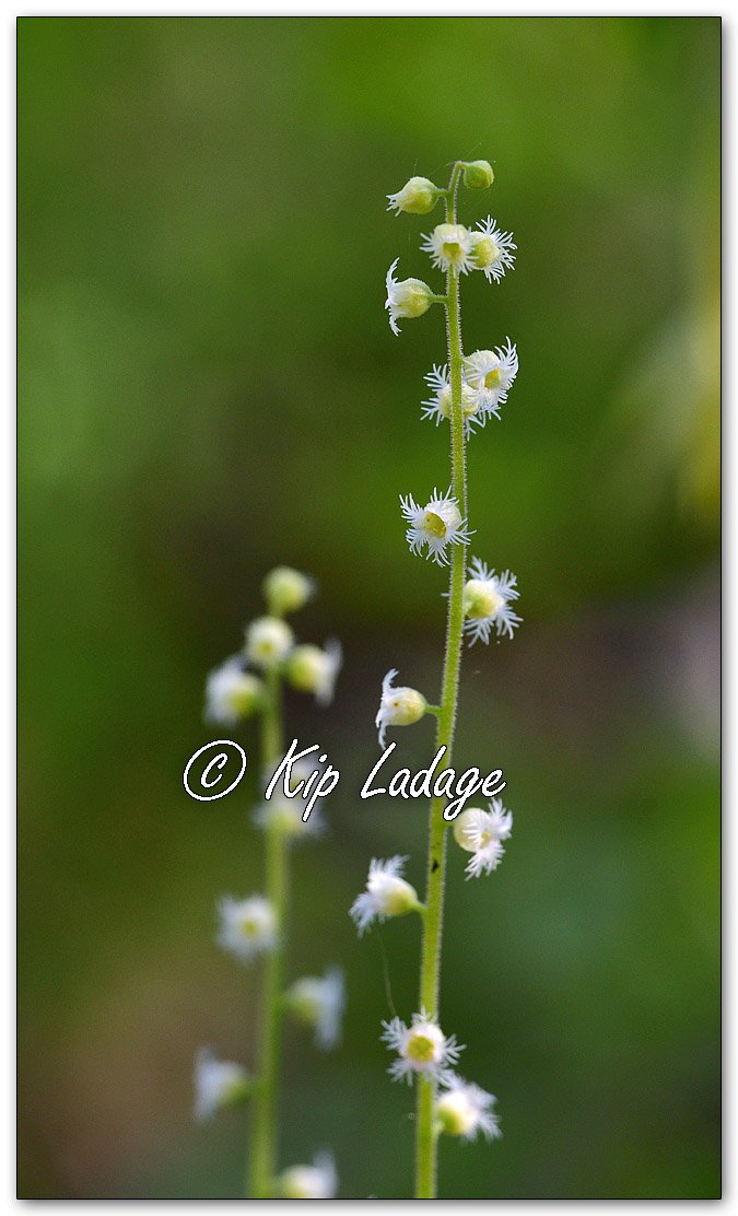 Miterwort - Image 1094464