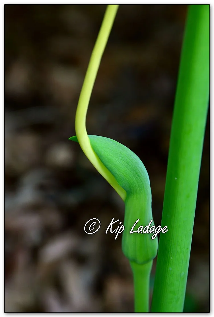 Green Dragon - Image 1104254